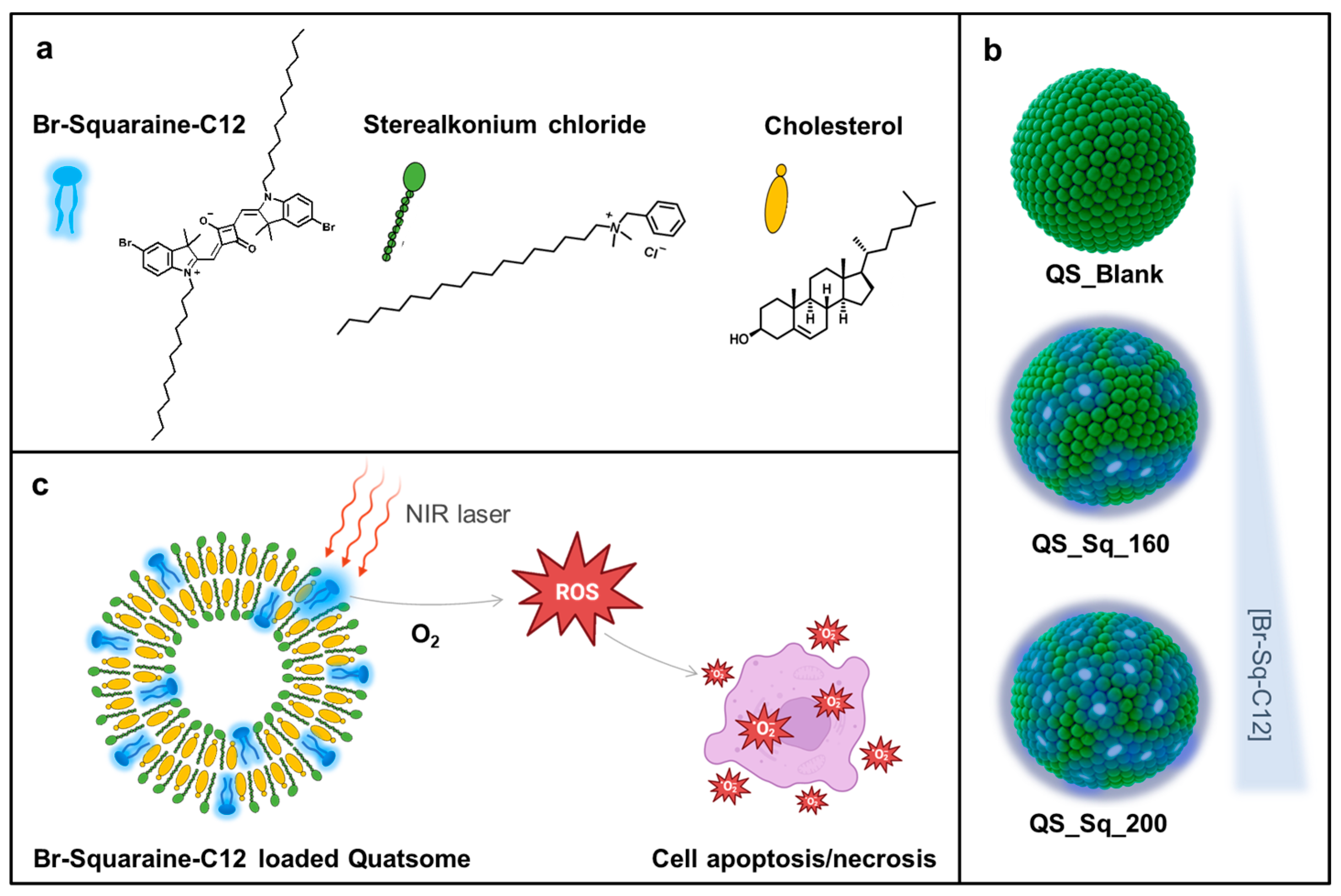 Pharmaceutics | Free Full-Text | Quatsomes Loaded with Squaraine Dye as an  Effective Photosensitizer for Photodynamic Therapy