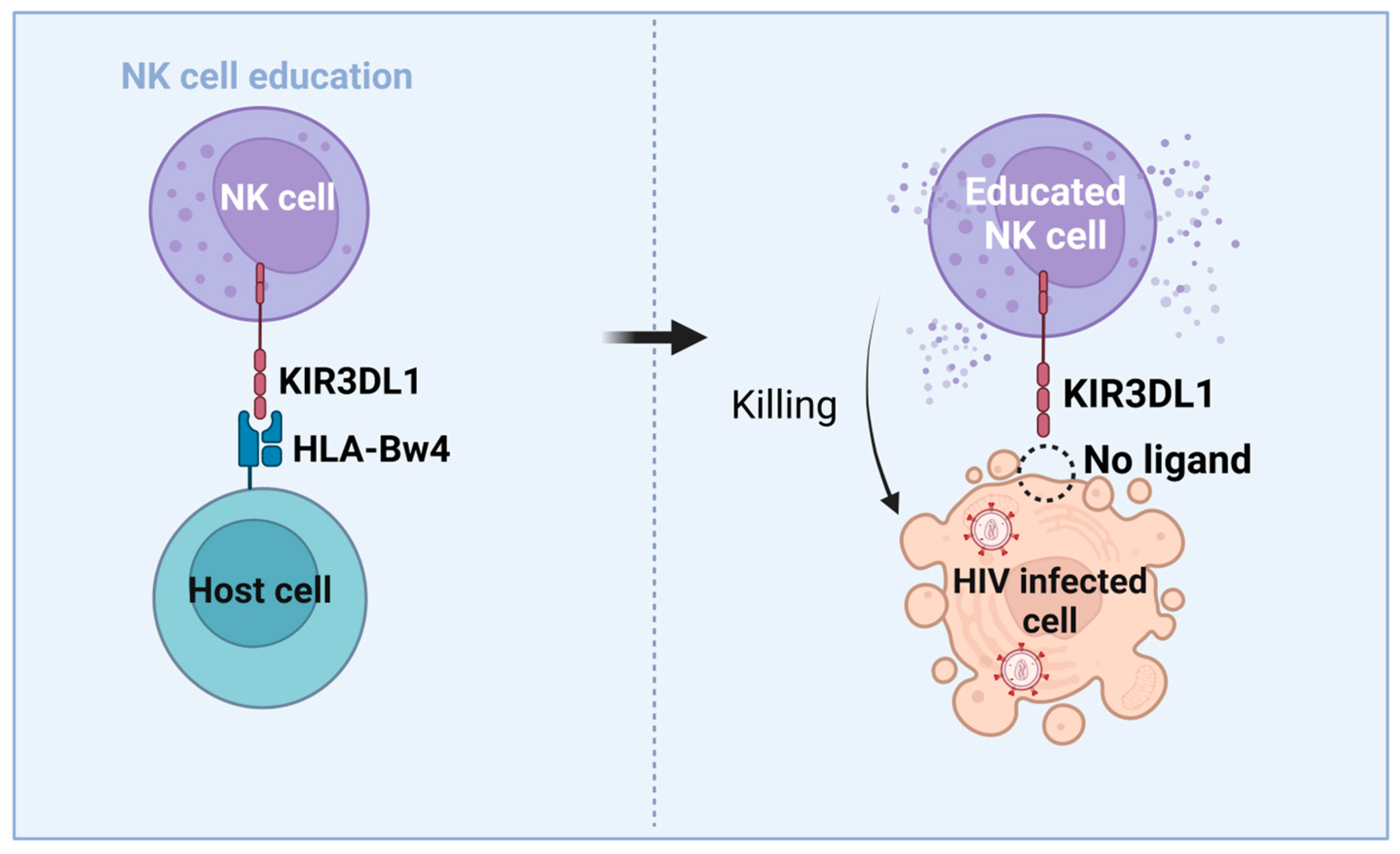 Pharmaceutics 15 00917 g003
