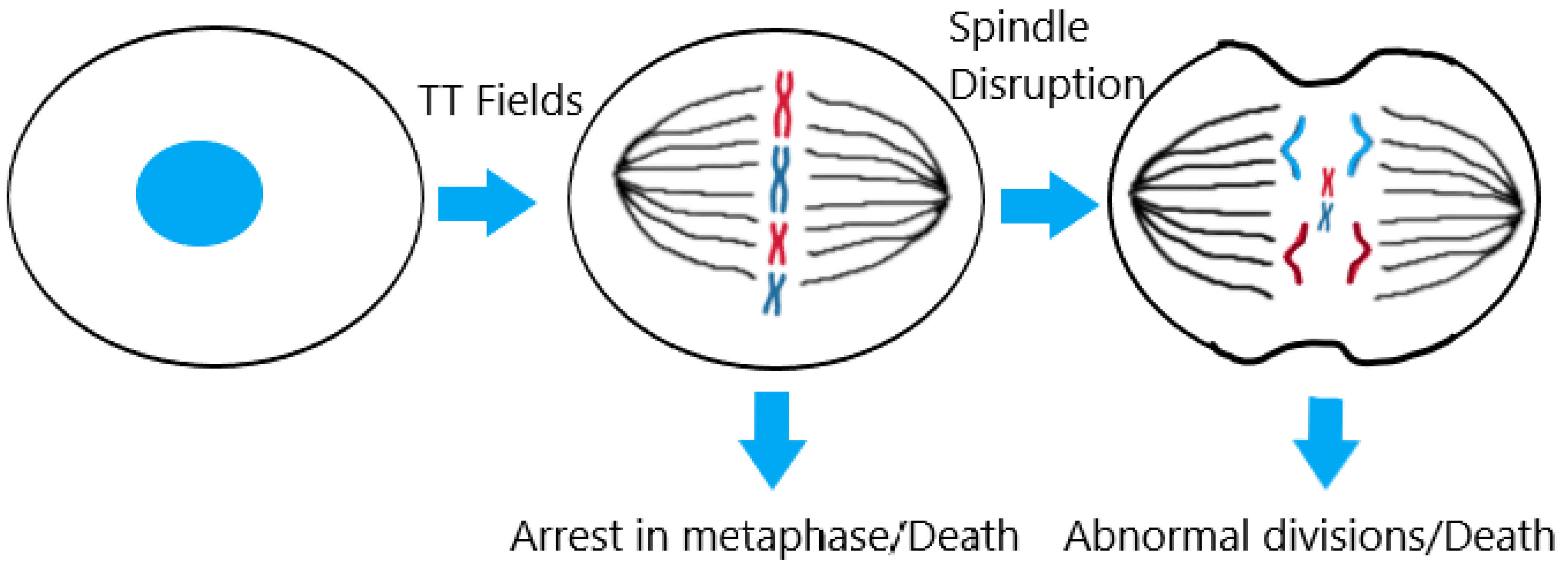 Pharmaceutics 15 00928 g002
