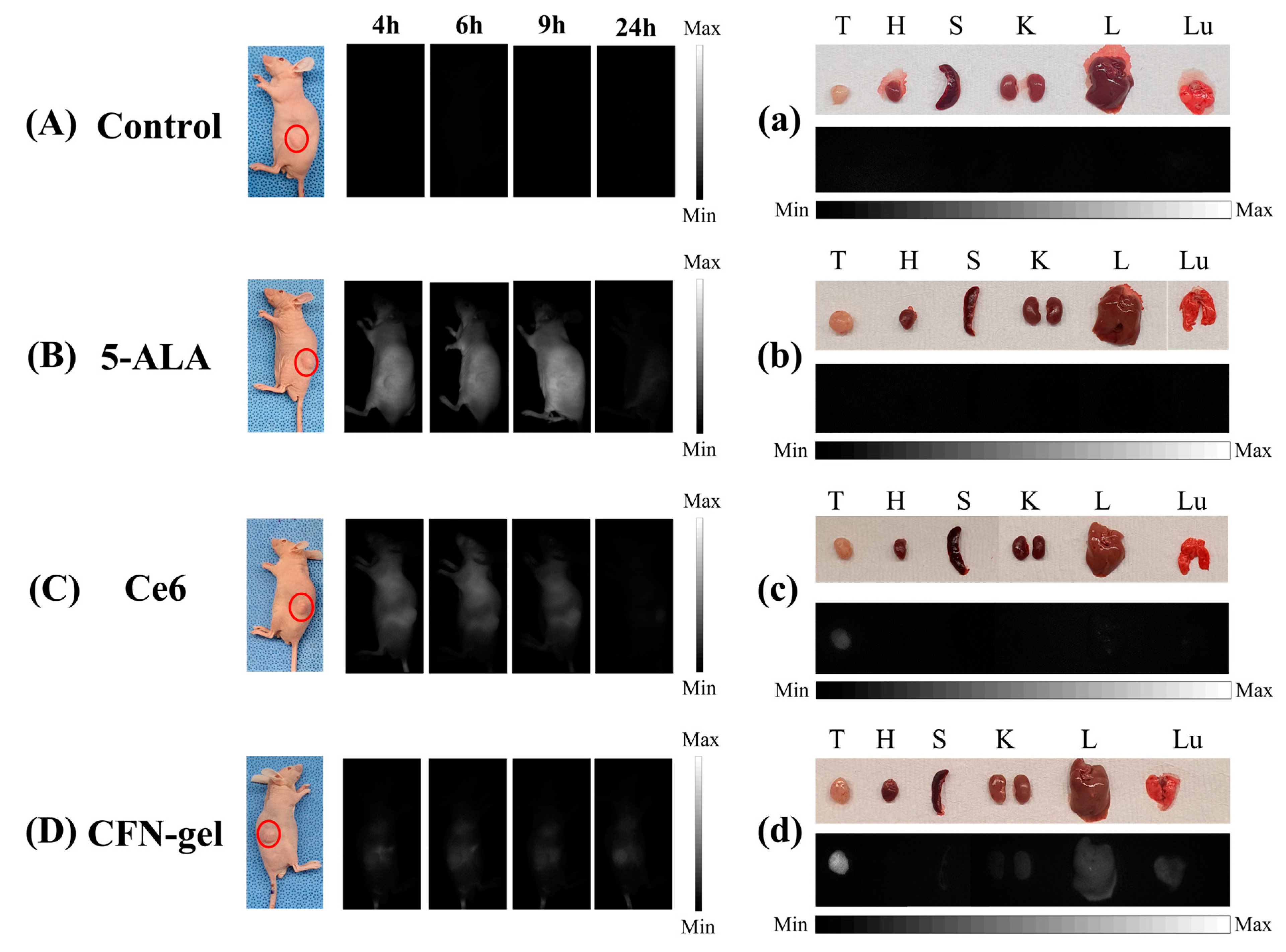 Pharmaceutics 15 00930 g005