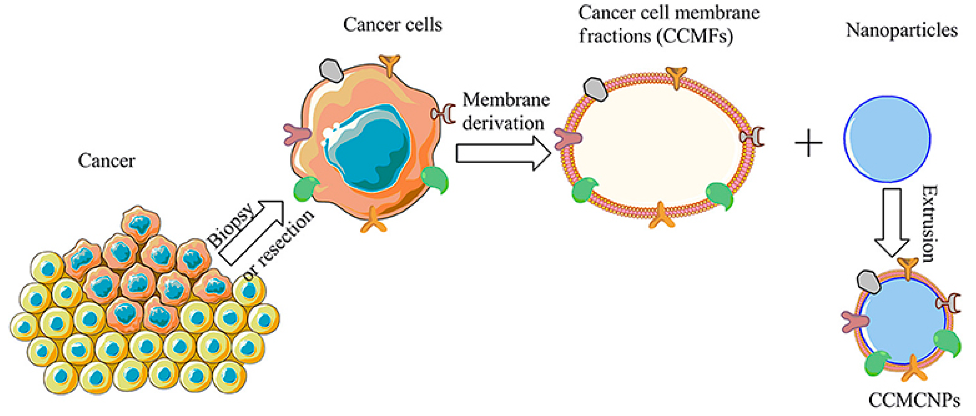 Pharmaceutics 15 00931 g013
