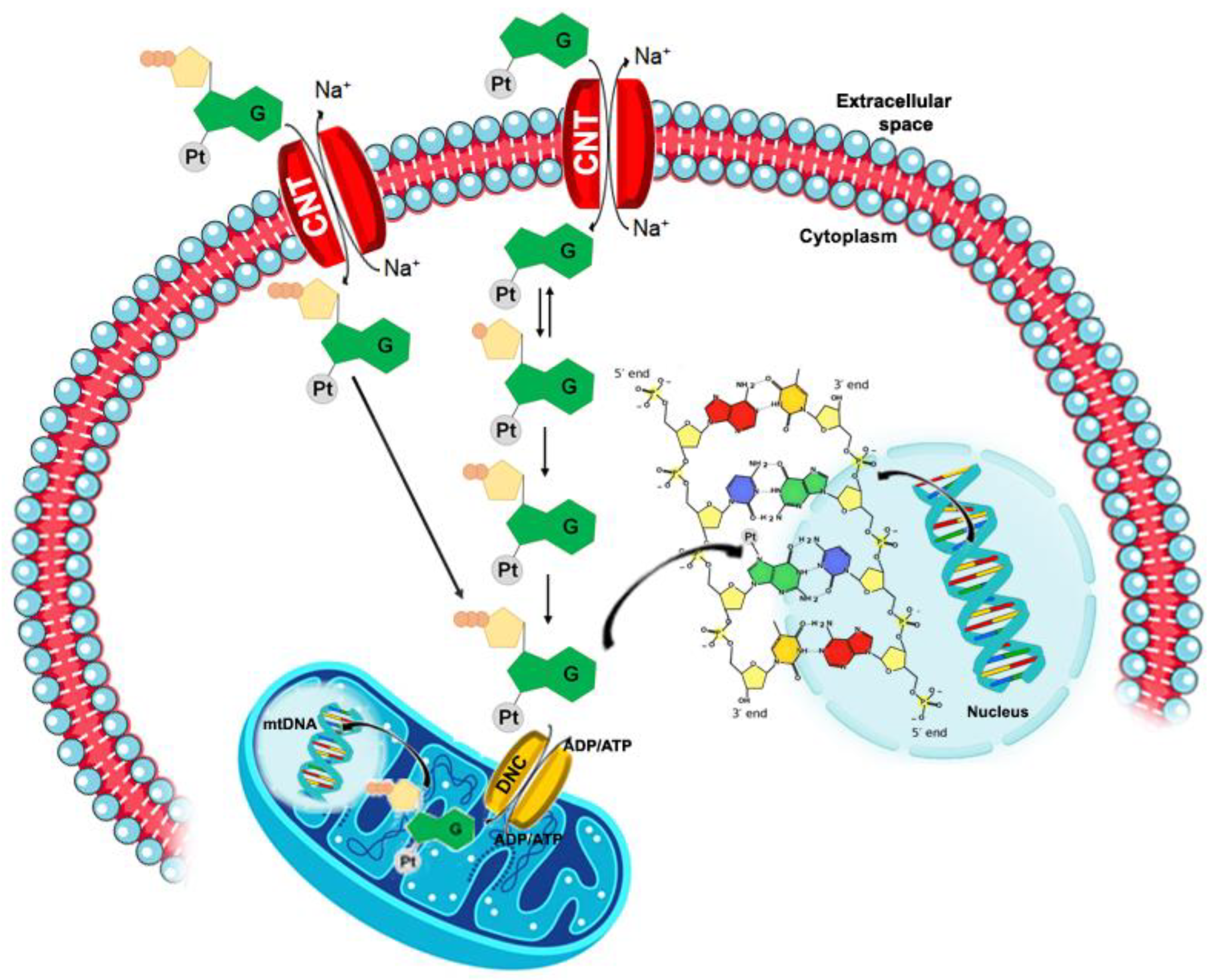 Pharmaceutics 15 00941 g013