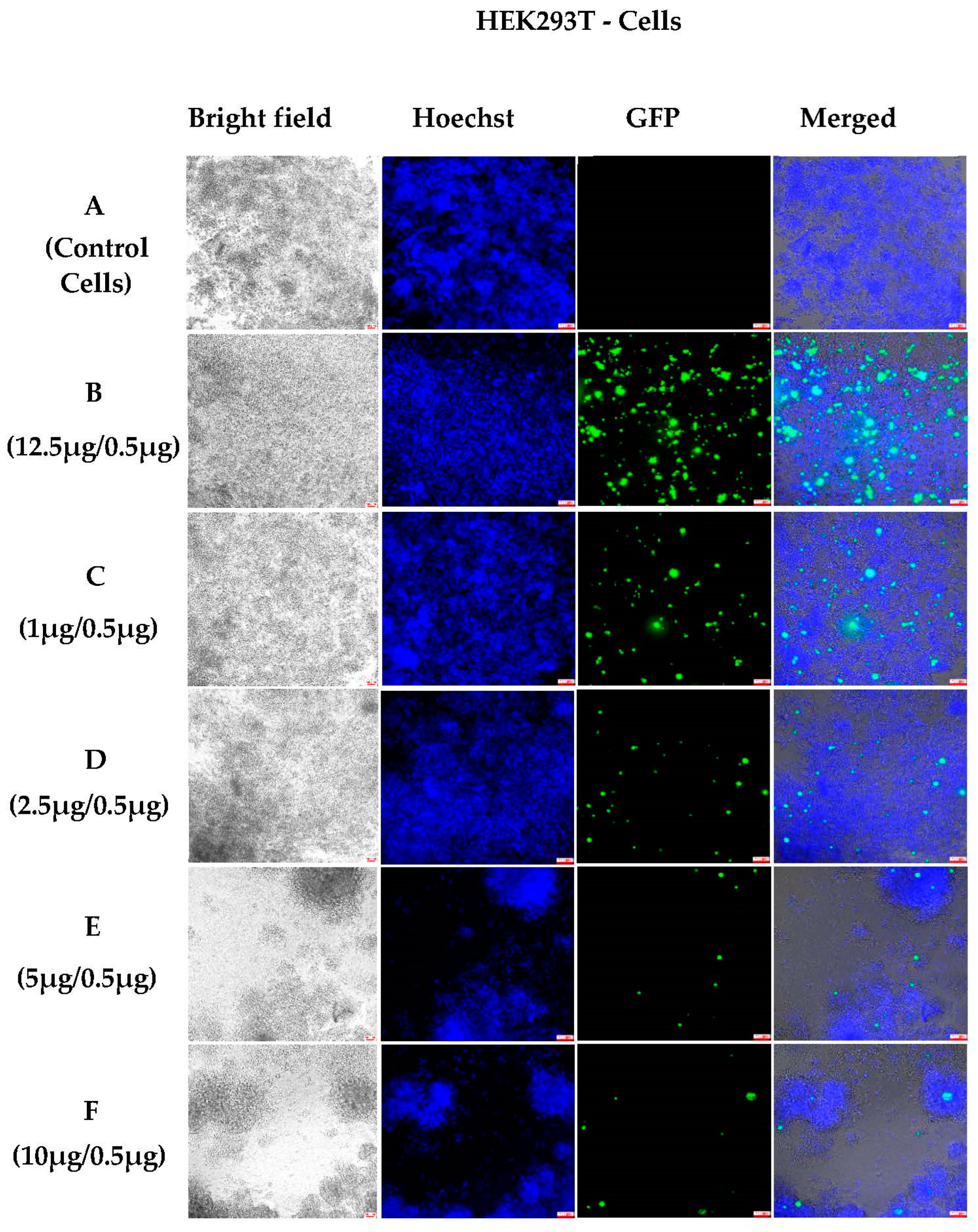 Pharmaceutics 15 00961 g005 Pharmaceutics 15 00961 g005