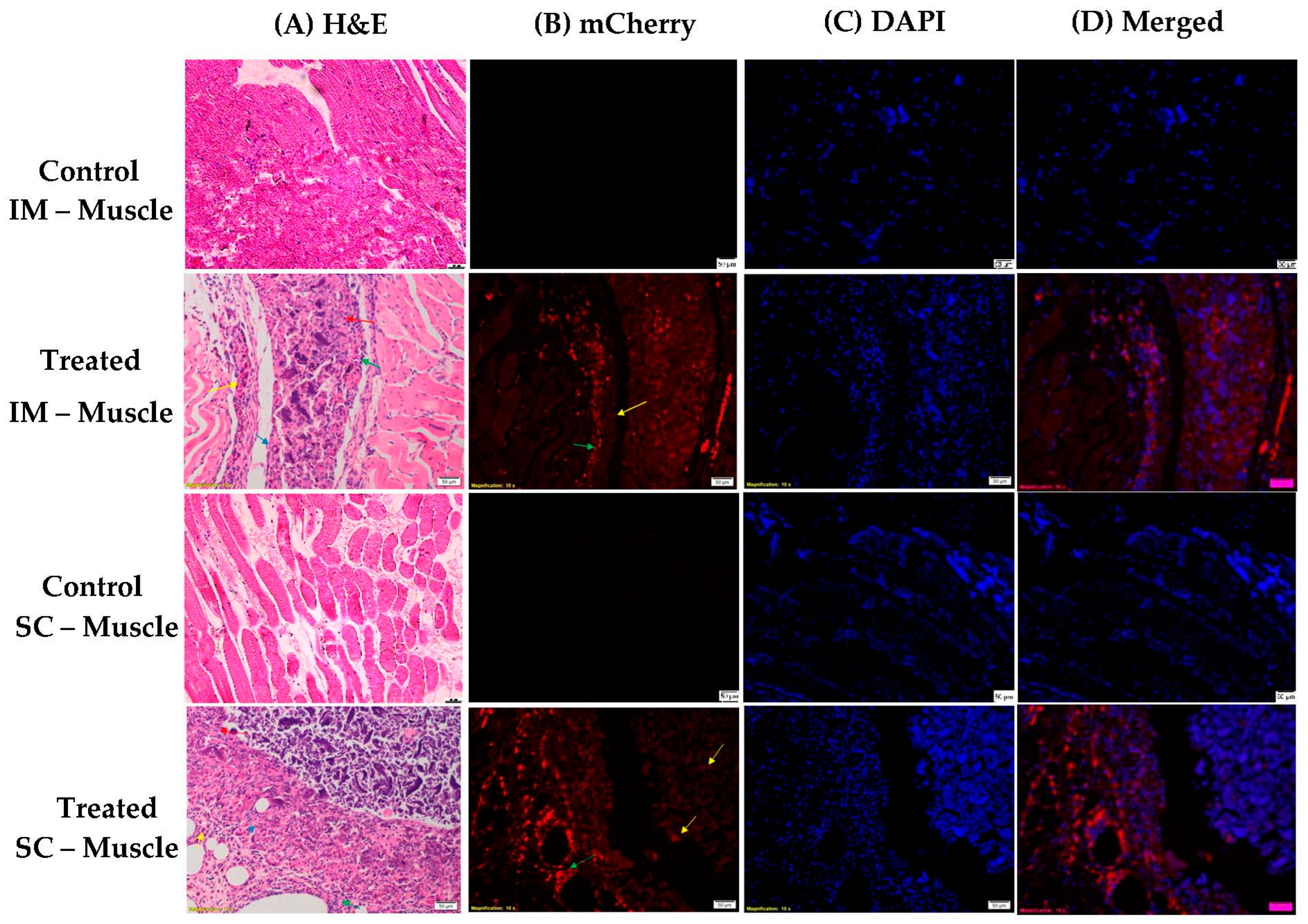 Pharmaceutics 15 00961 g017 Pharmaceutics 15 00961 g017