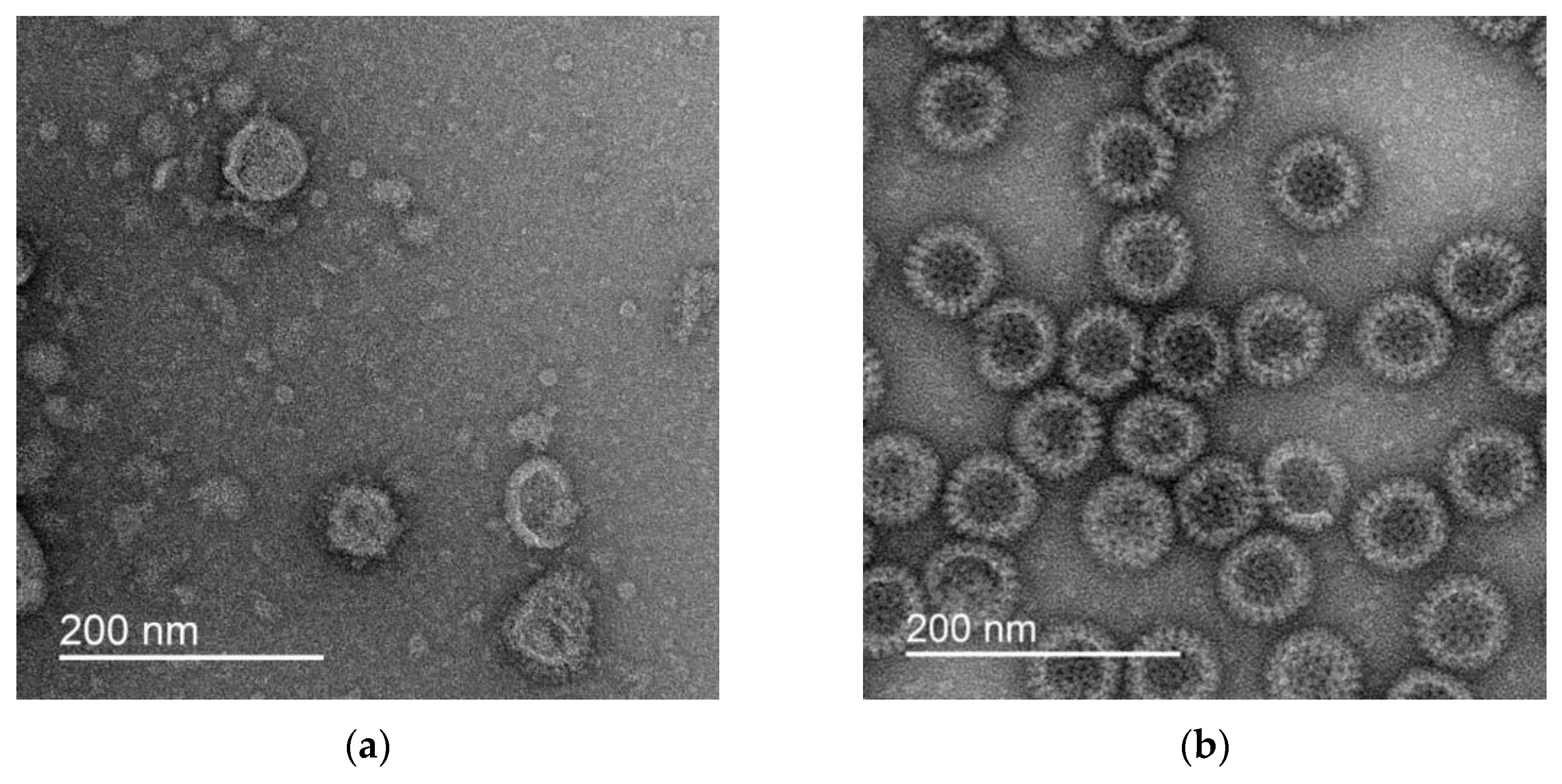Pharmaceutics 15 00966 g001