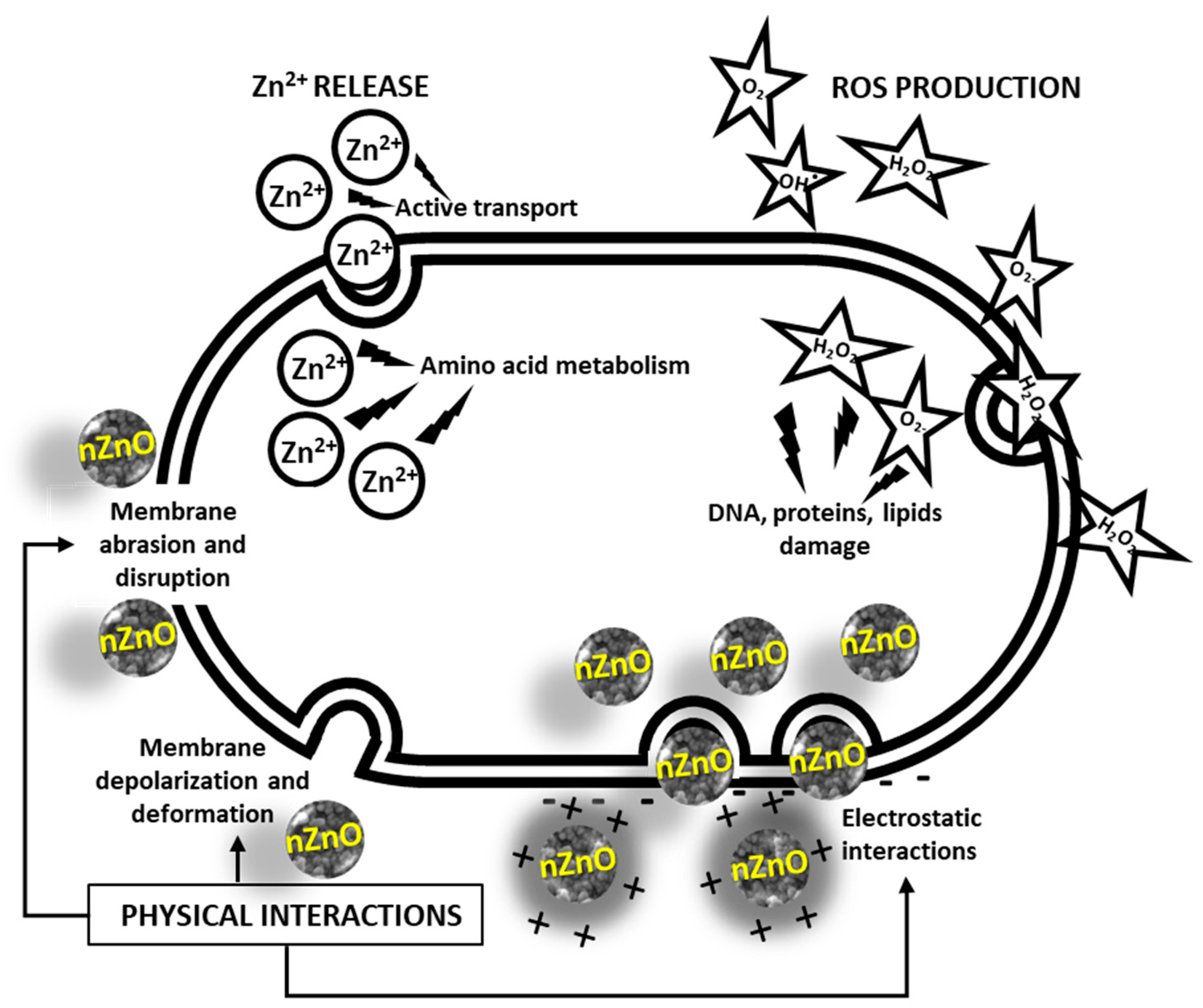 Antimicrobial Nano-Zinc Oxide Biocomposites for Wound