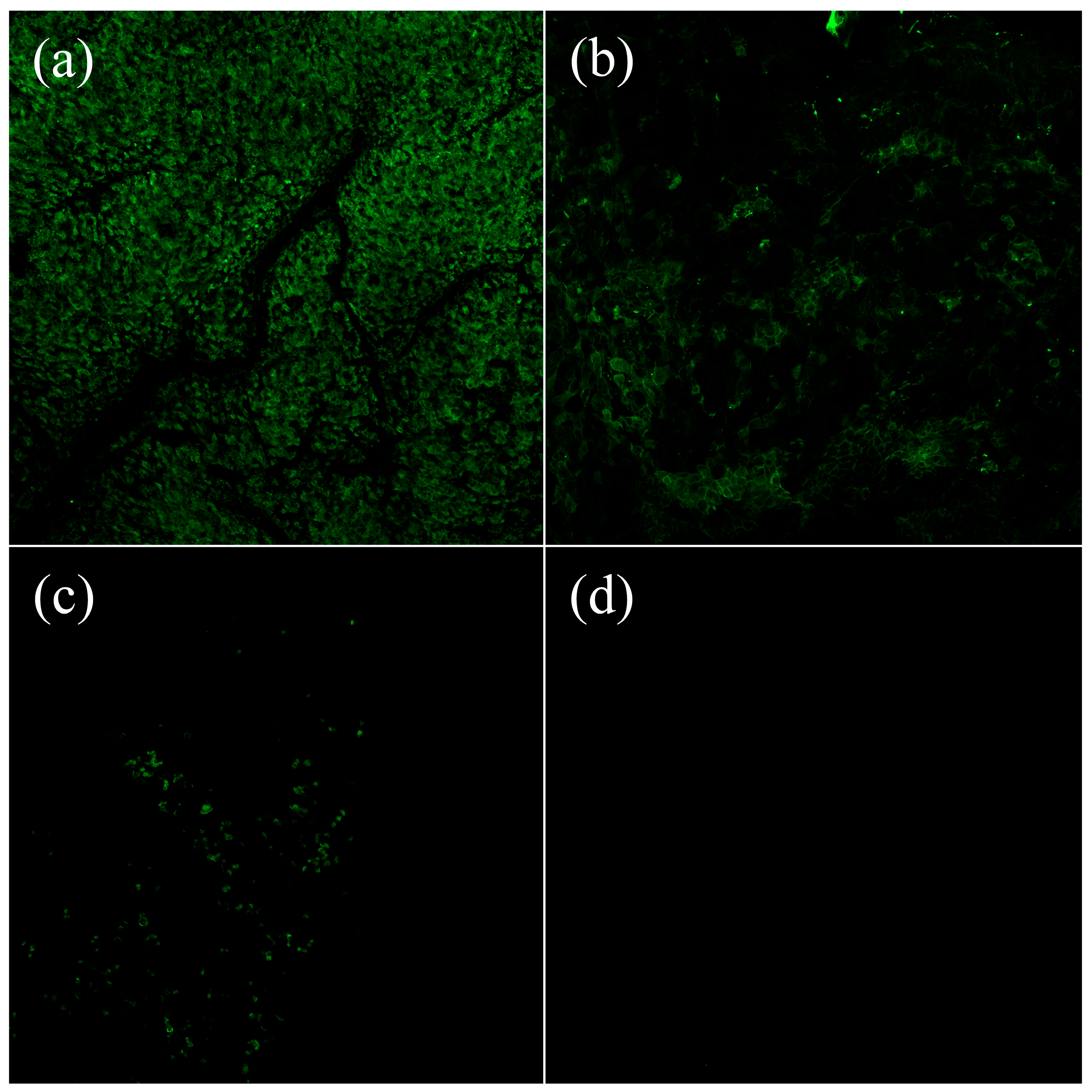 Pharmaceutics 15 00973 g003