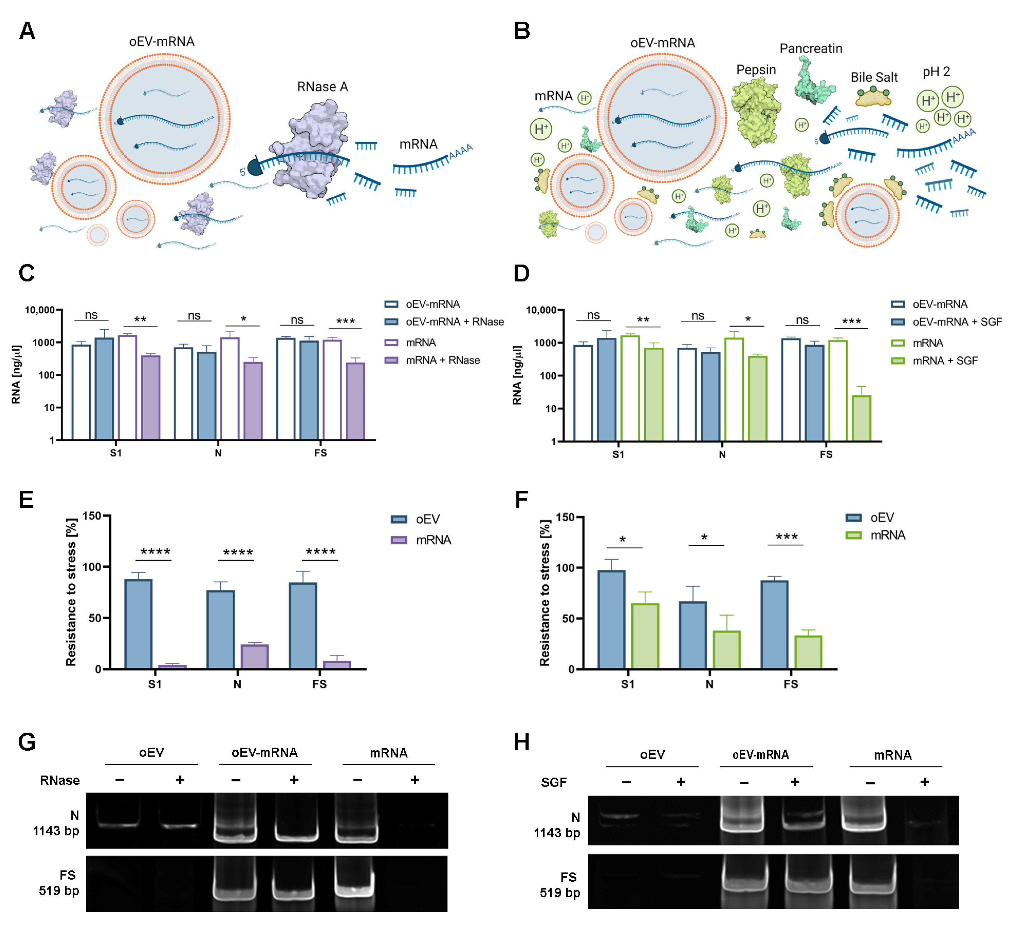 Pharmaceutics 15 00974 g002