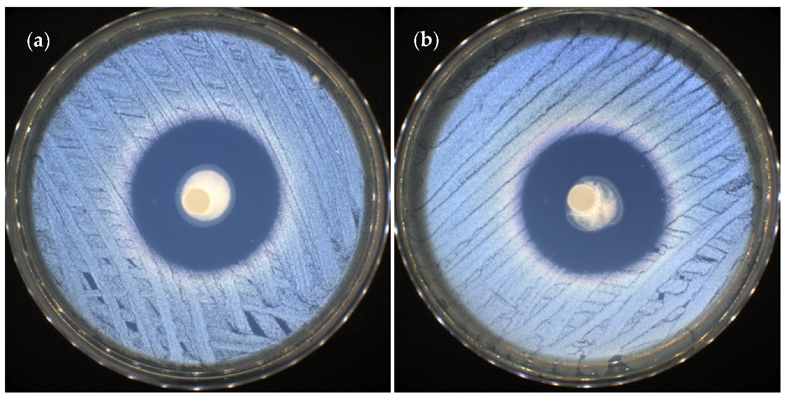 Pharmaceutics 15 00975 g012 Pharmaceutics 15 00975 g012