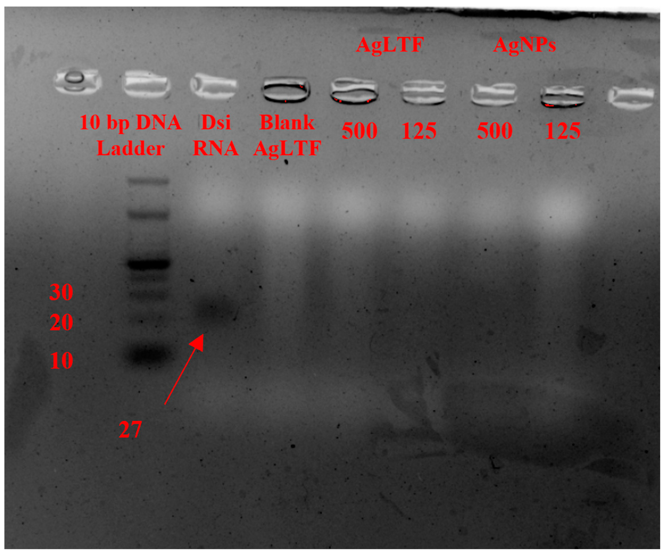 Pharmaceutics 15 00991 g004 Pharmaceutics 15 00991 g004