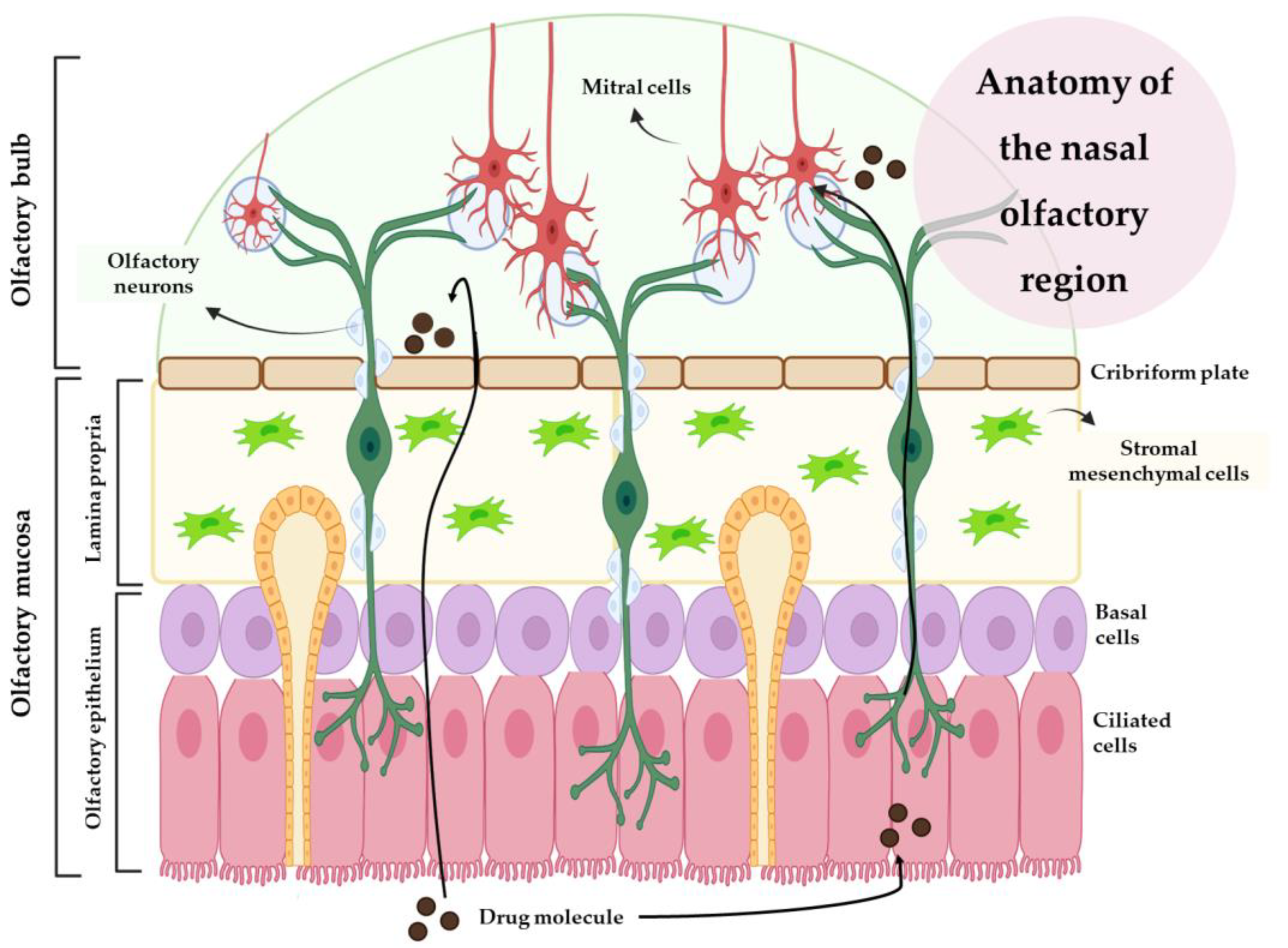 Pharmaceutics 15 00998 g002 Pharmaceutics 15 00998 g002