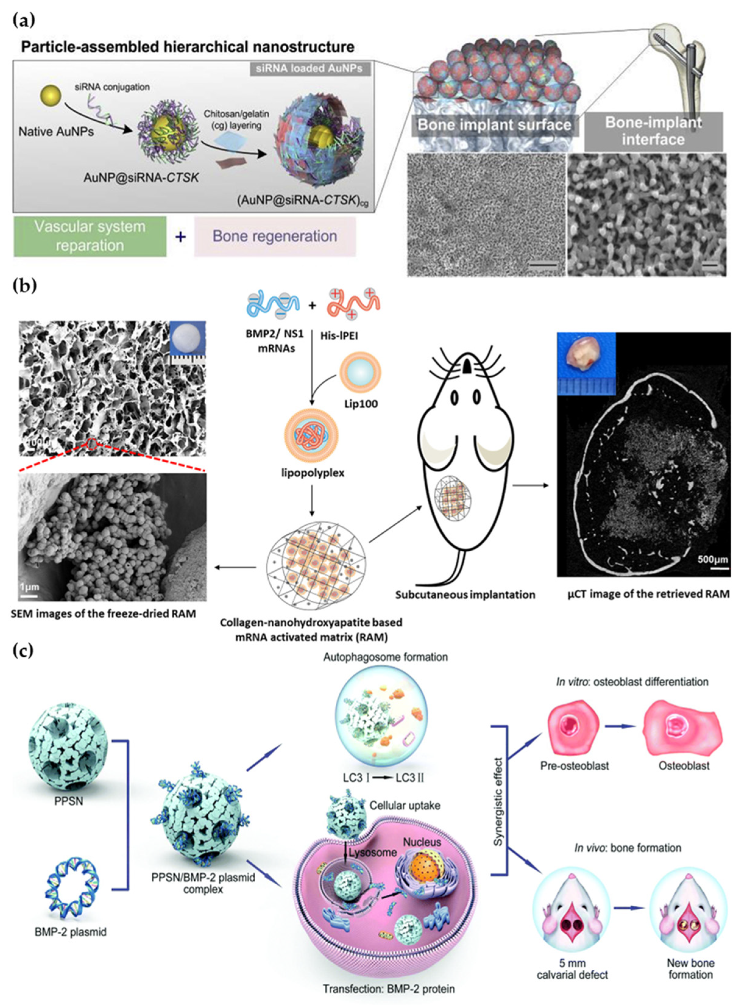 Pharmaceutics 15 01017 g006 Pharmaceutics 15 01017 g006
