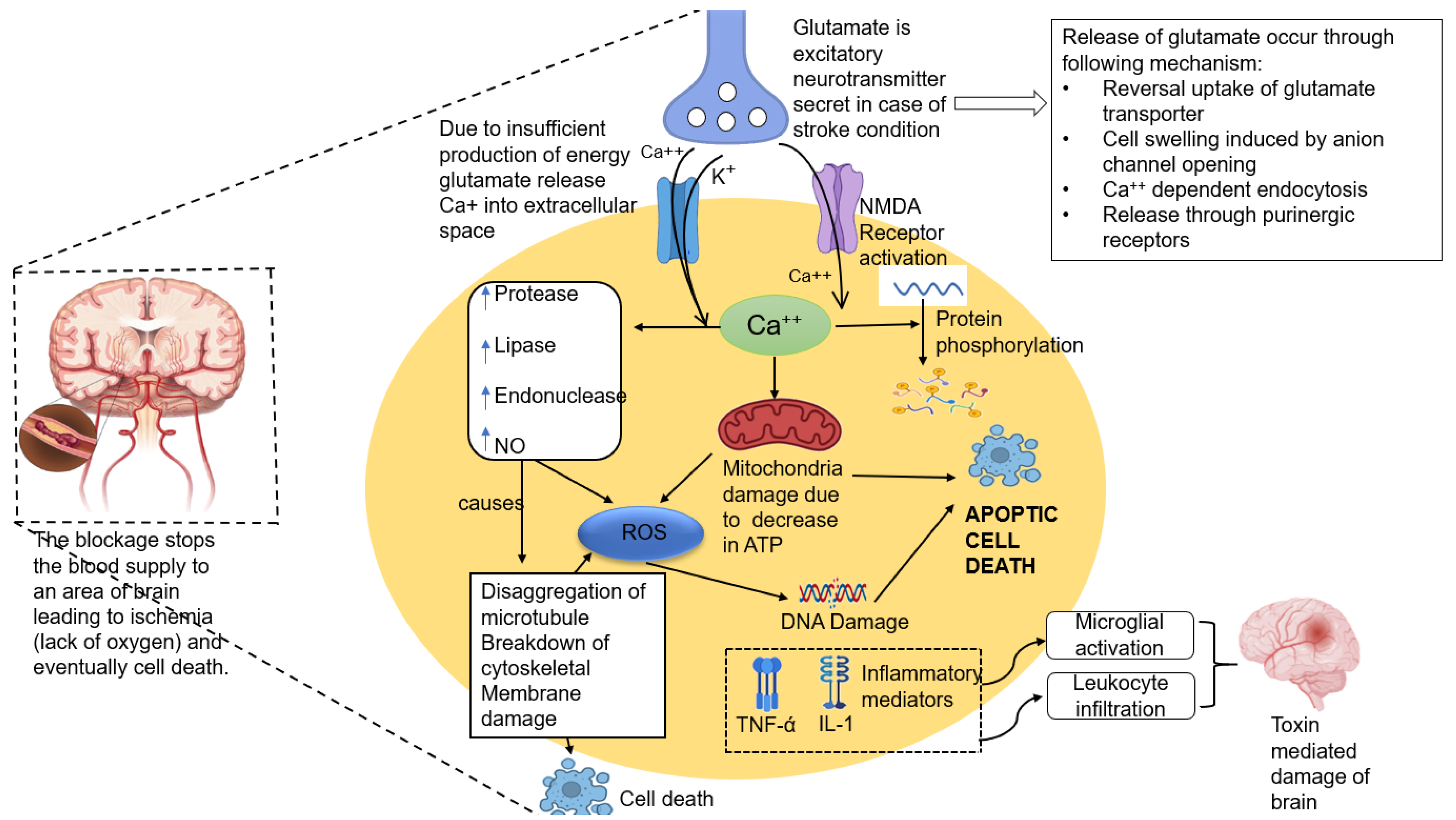 Platelet-Inspired Nanotherapeutics for Biomedical Applications