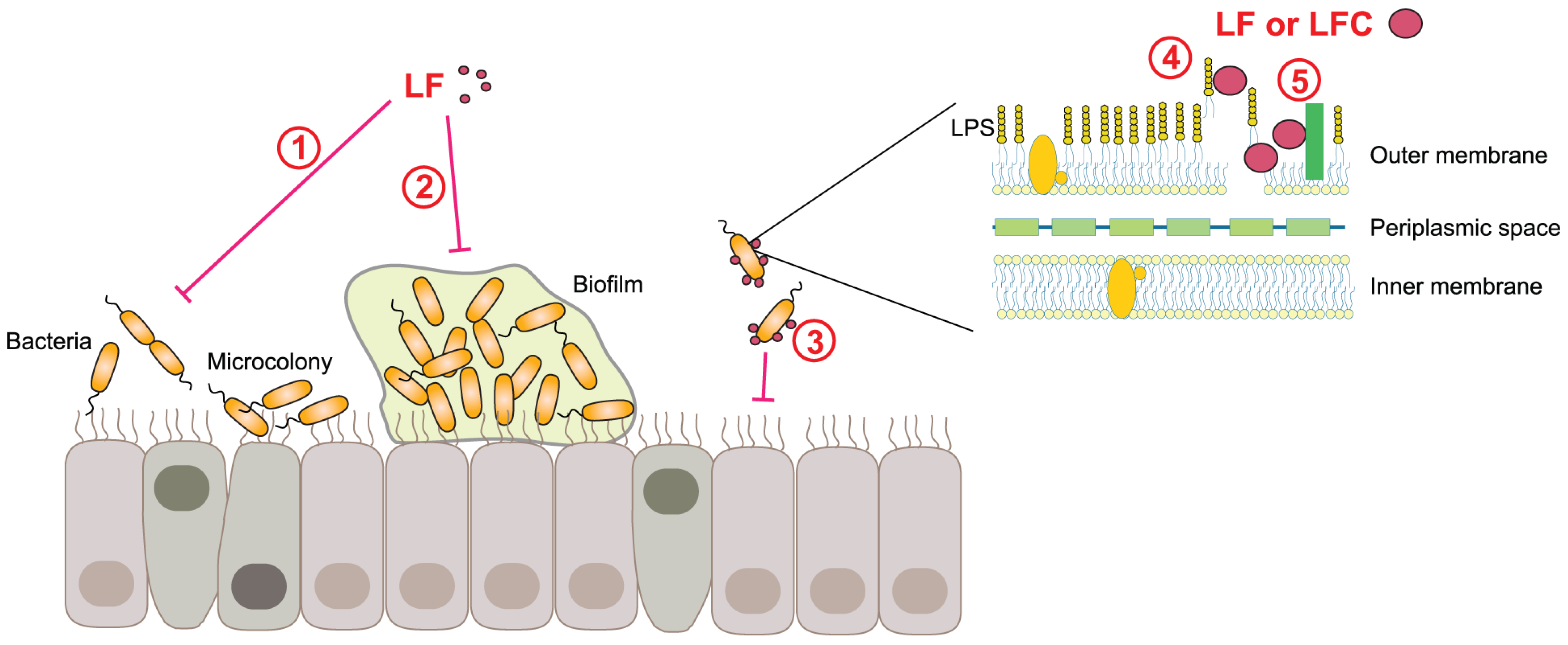 Pharmaceutics 15 01056 g004 Pharmaceutics 15 01056 g004