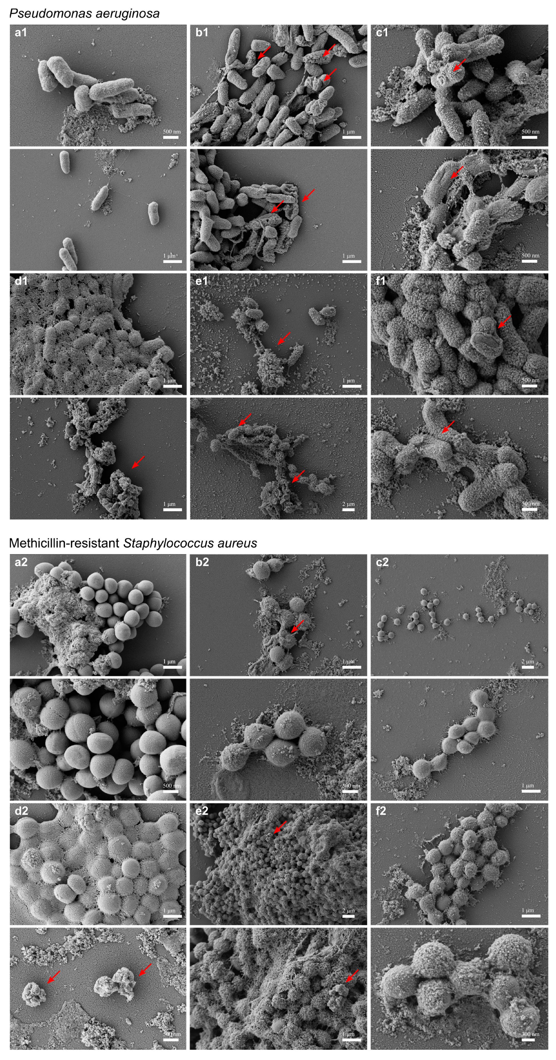 Pharmaceutics 15 01068 g006