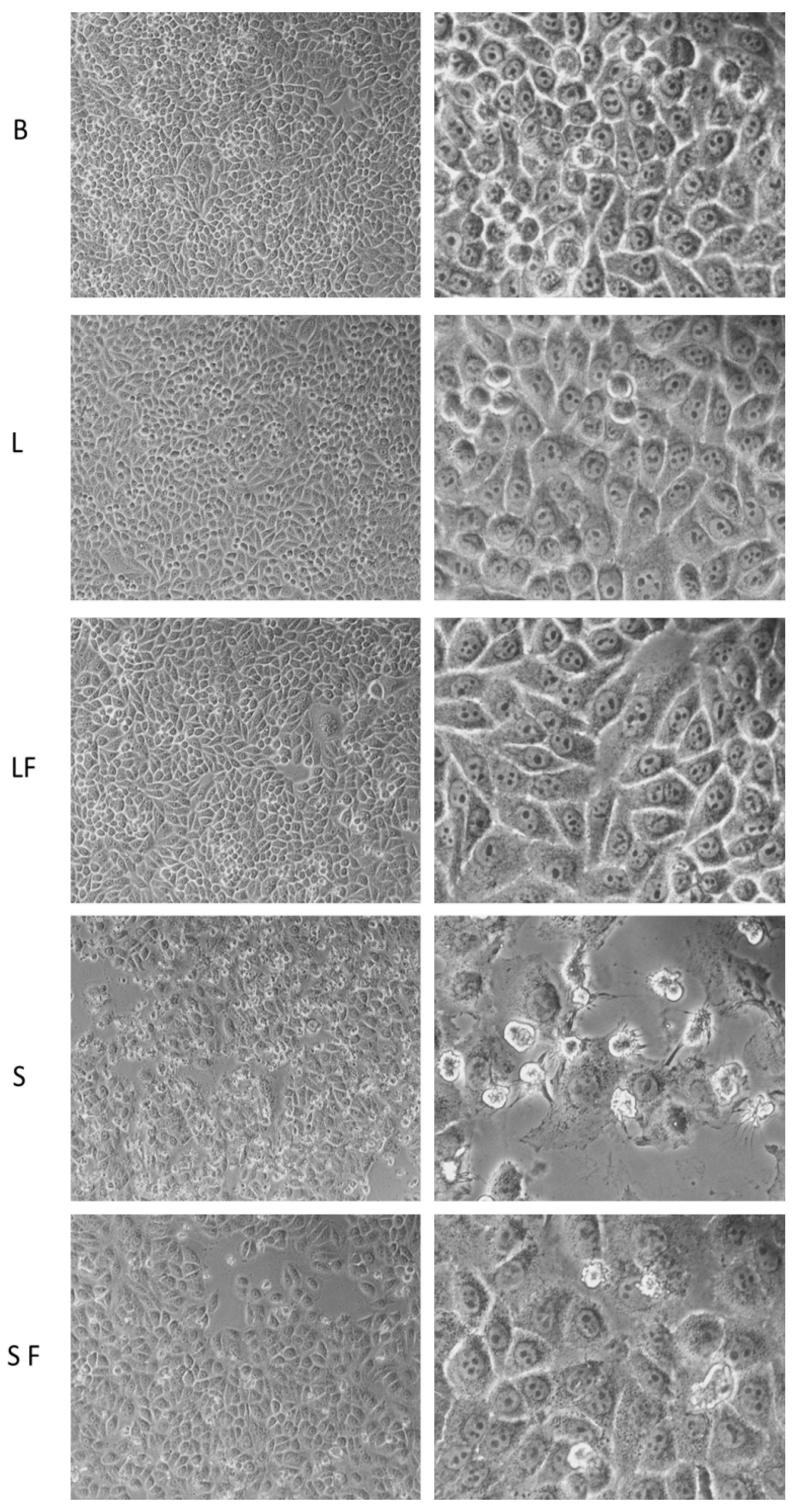 Pharmaceutics 15 01078 g010 Pharmaceutics 15 01078 g010