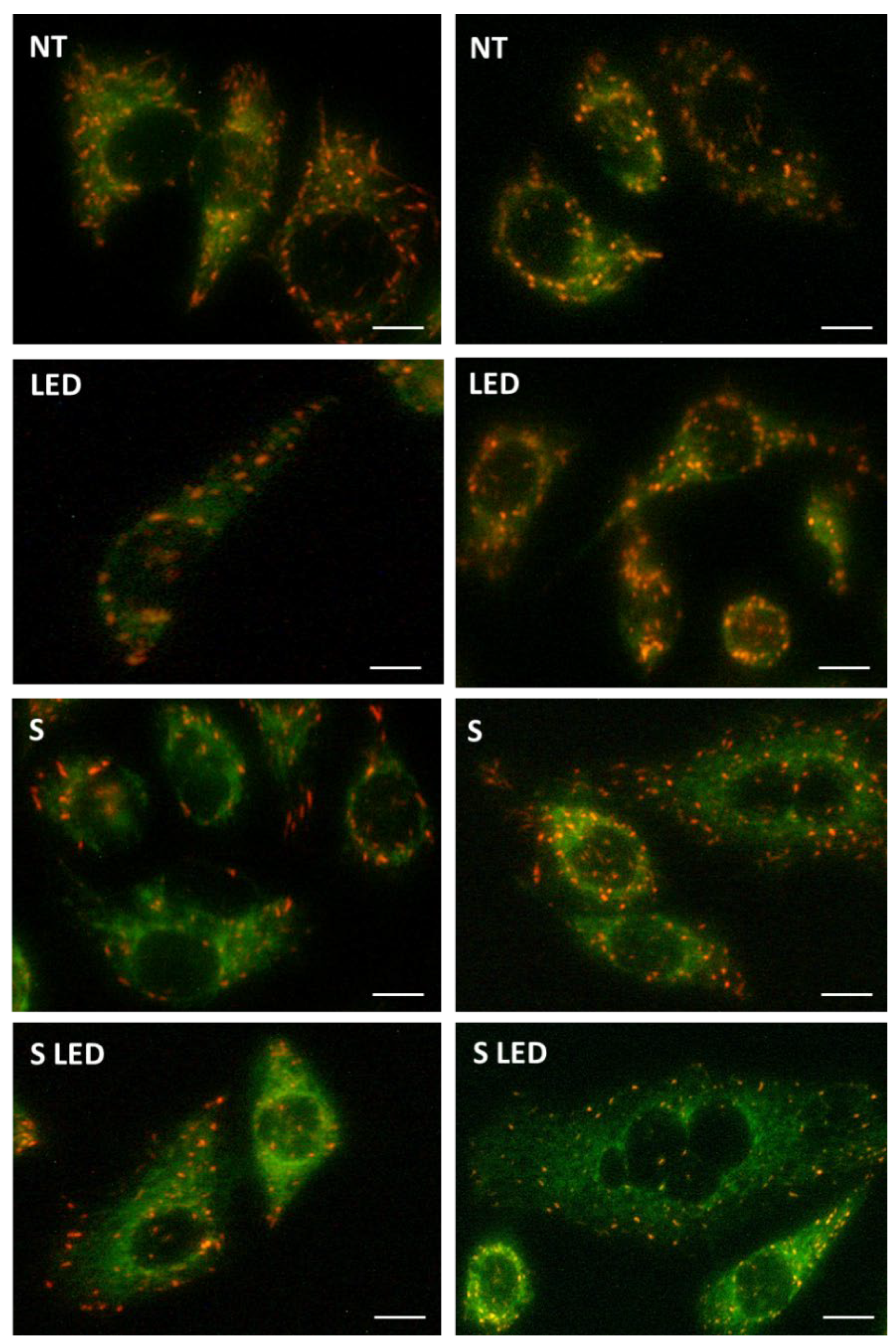 Pharmaceutics 15 01078 g014 Pharmaceutics 15 01078 g014