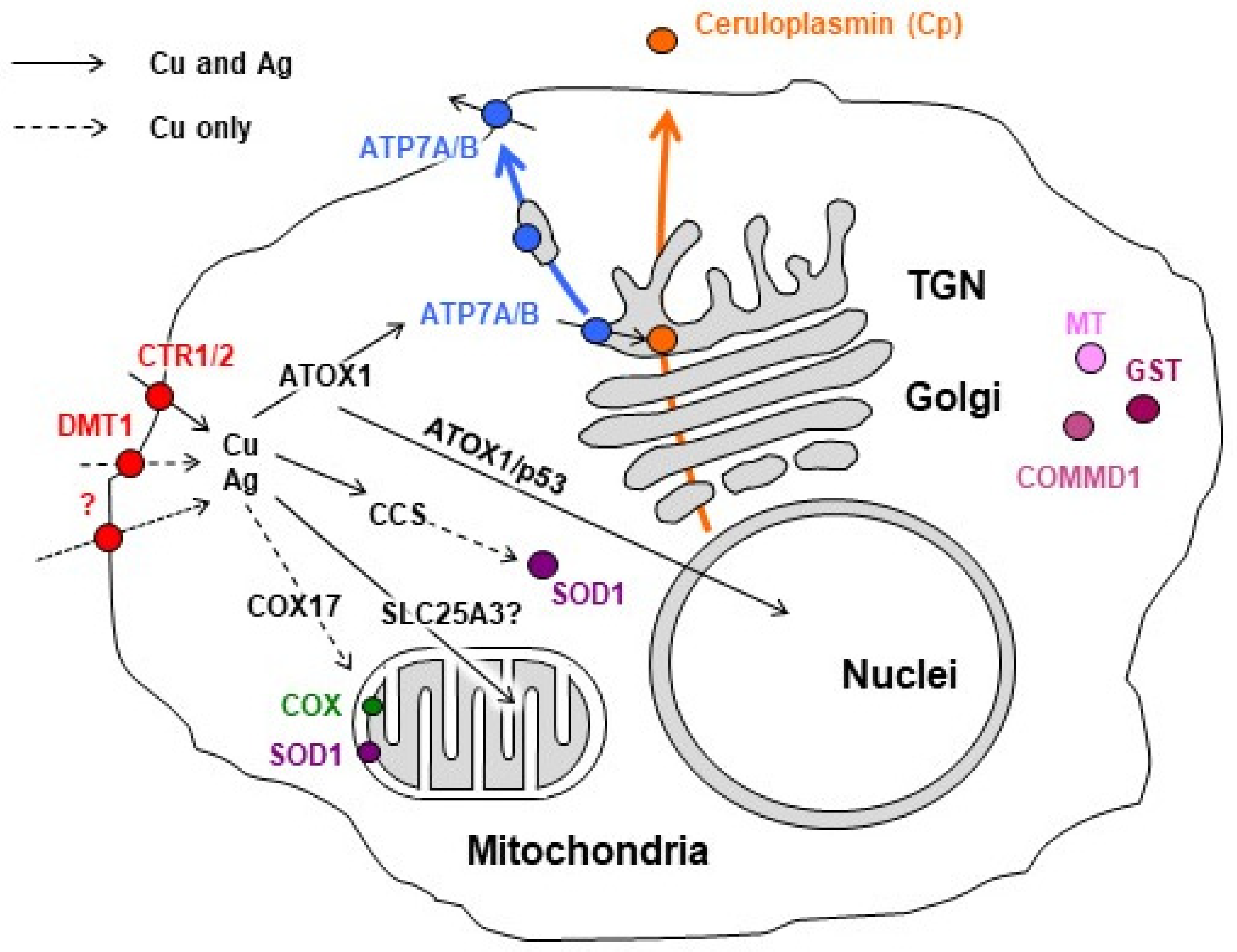 Pharmaceutics 15 01099 g001 Pharmaceutics 15 01099 g001