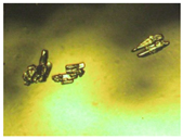 Pharmaceutics 15 01102 i008 Pharmaceutics 15 01102 i008