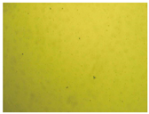 Pharmaceutics 15 01102 i019 Pharmaceutics 15 01102 i019