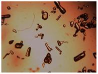 Pharmaceutics 15 01102 i031 Pharmaceutics 15 01102 i031