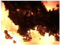 Pharmaceutics 15 01102 i038 Pharmaceutics 15 01102 i038