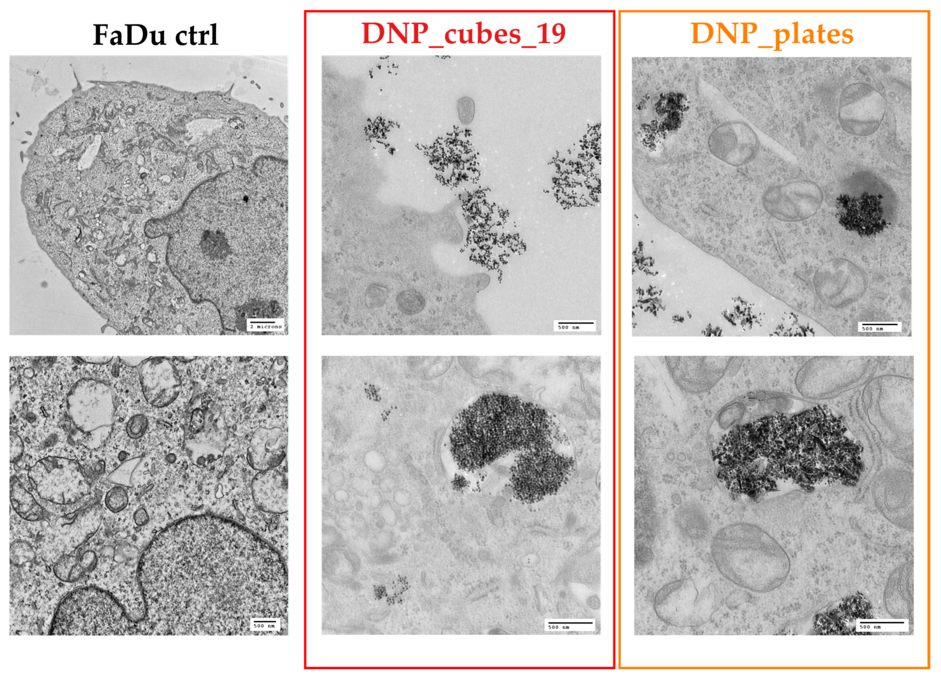 Pharmaceutics 15 01104 g012