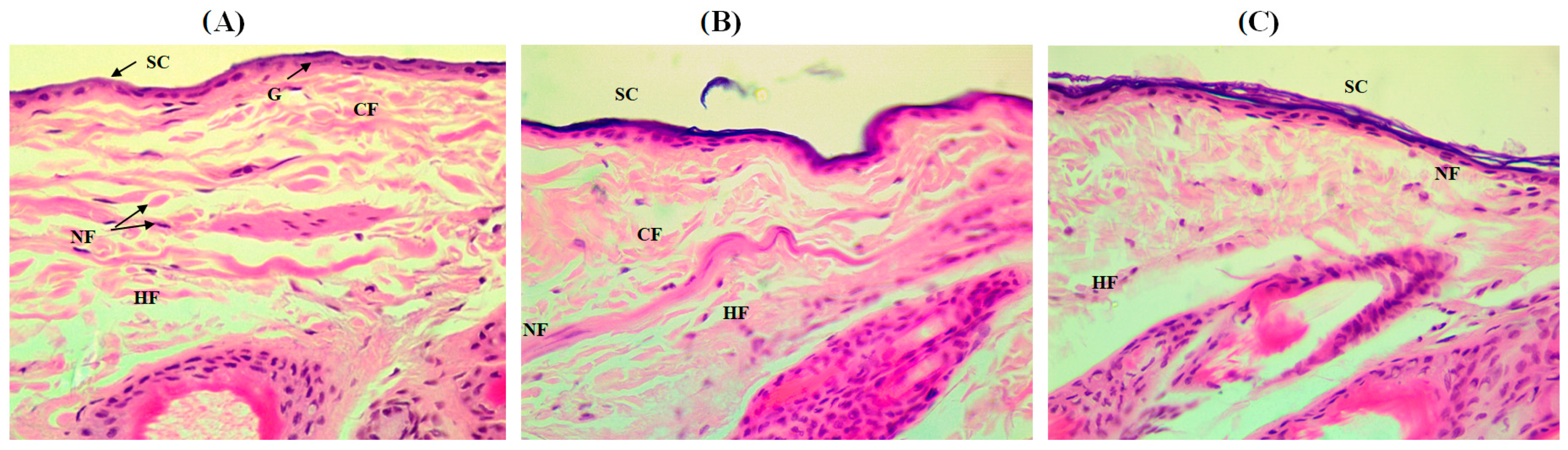 Pharmaceutics 15 01124 g010 Pharmaceutics 15 01124 g010