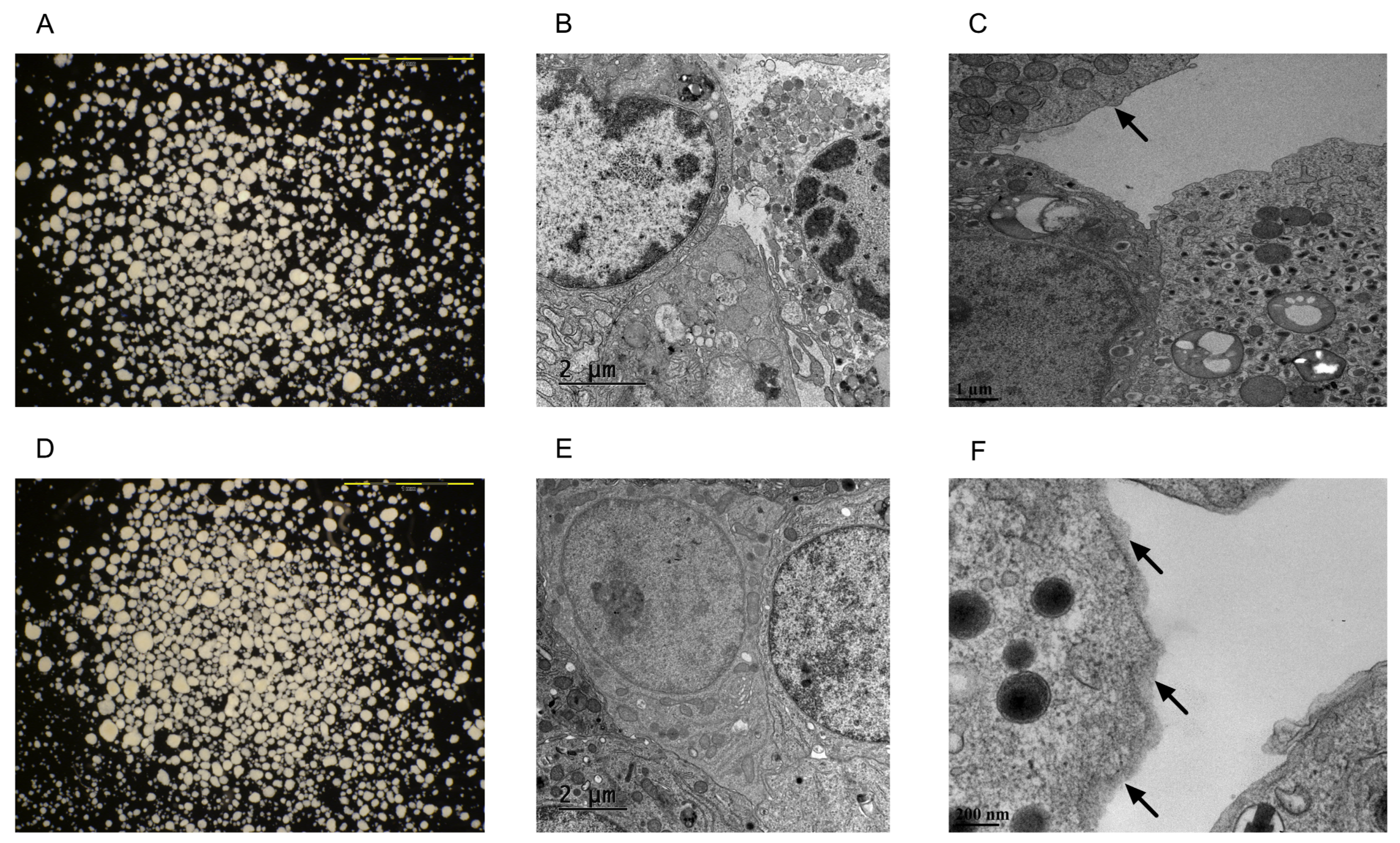 Pharmaceutics 15 01137 g001