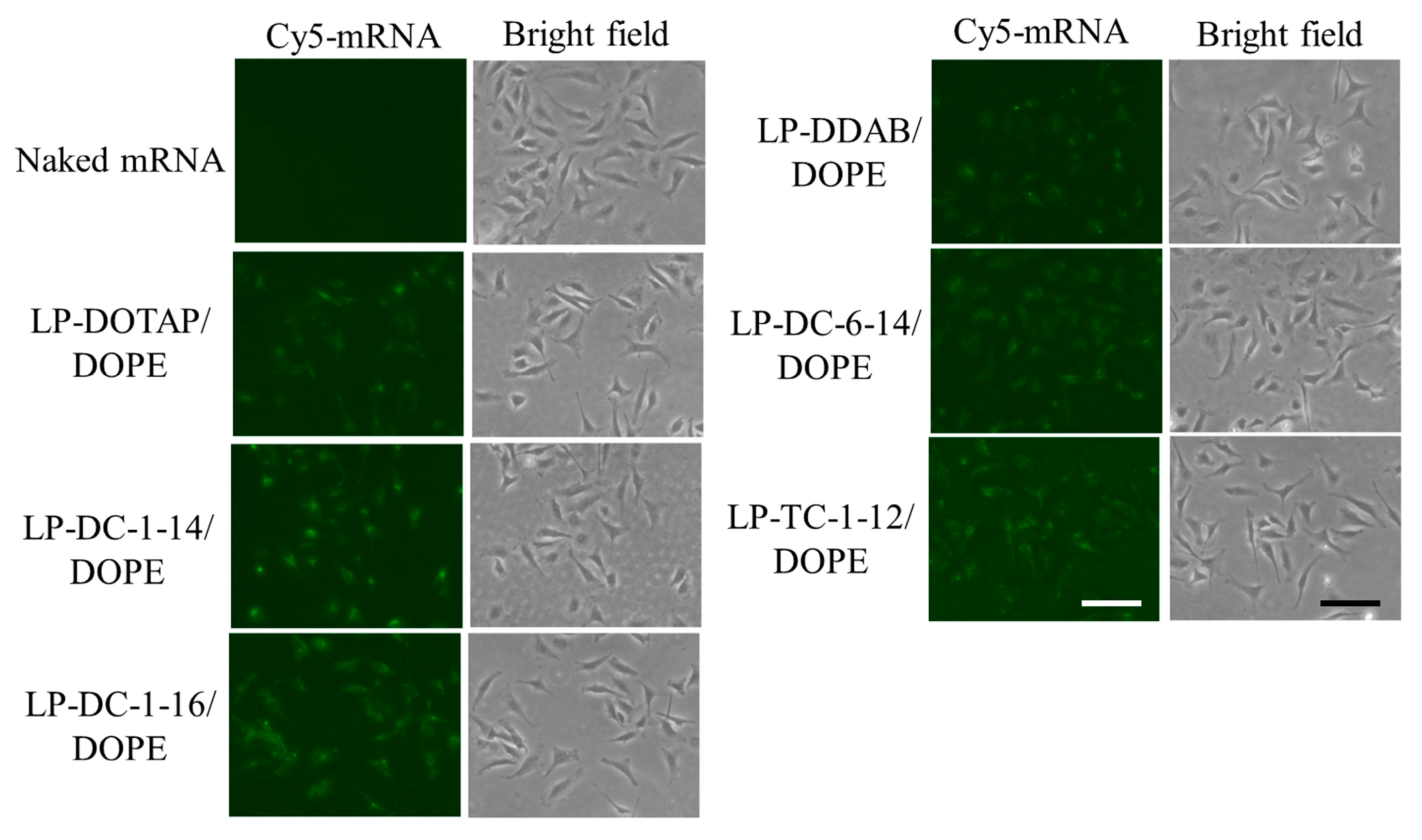Pharmaceutics 15 01141 g004