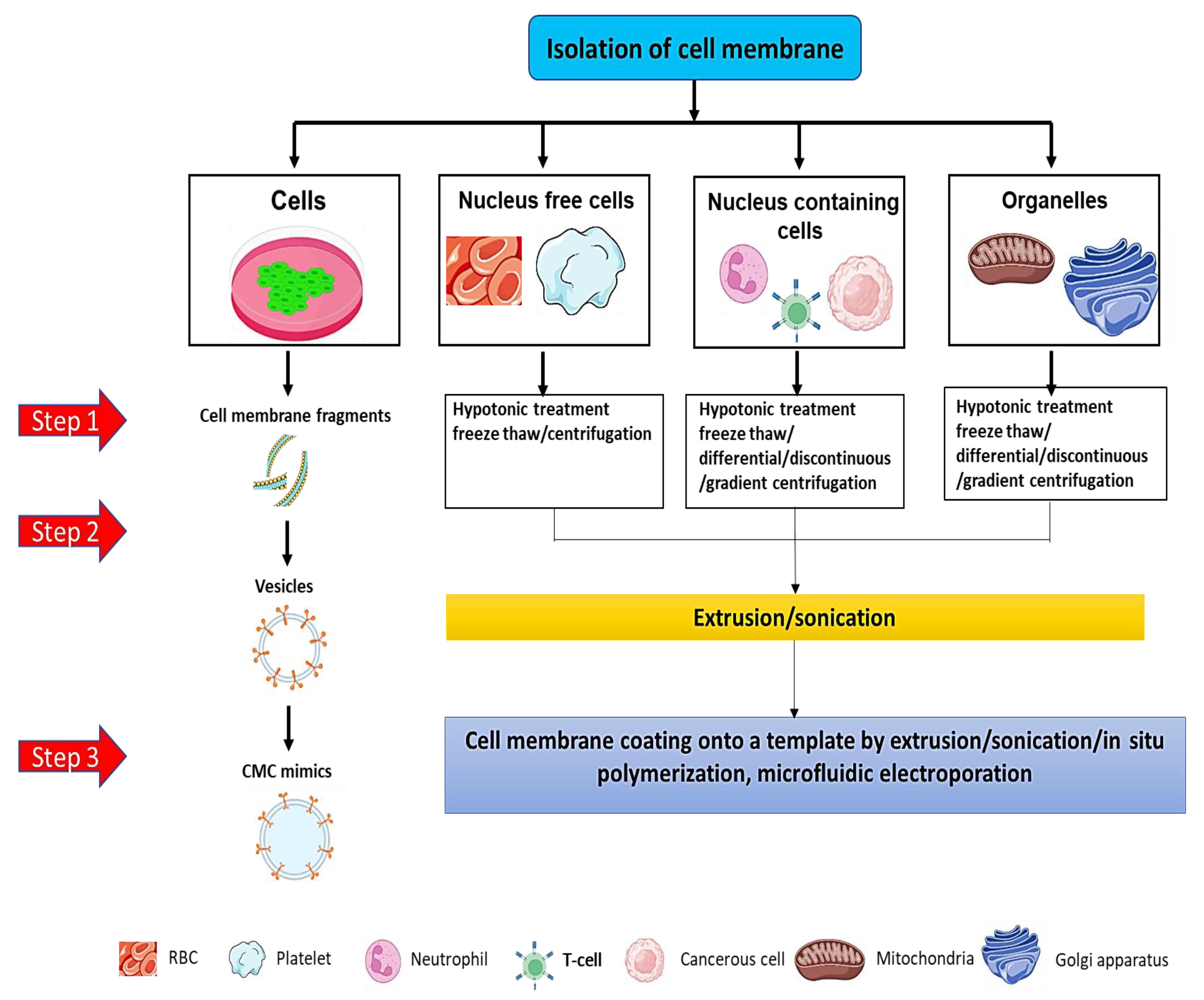 Pharmaceutics 15 01150 g003