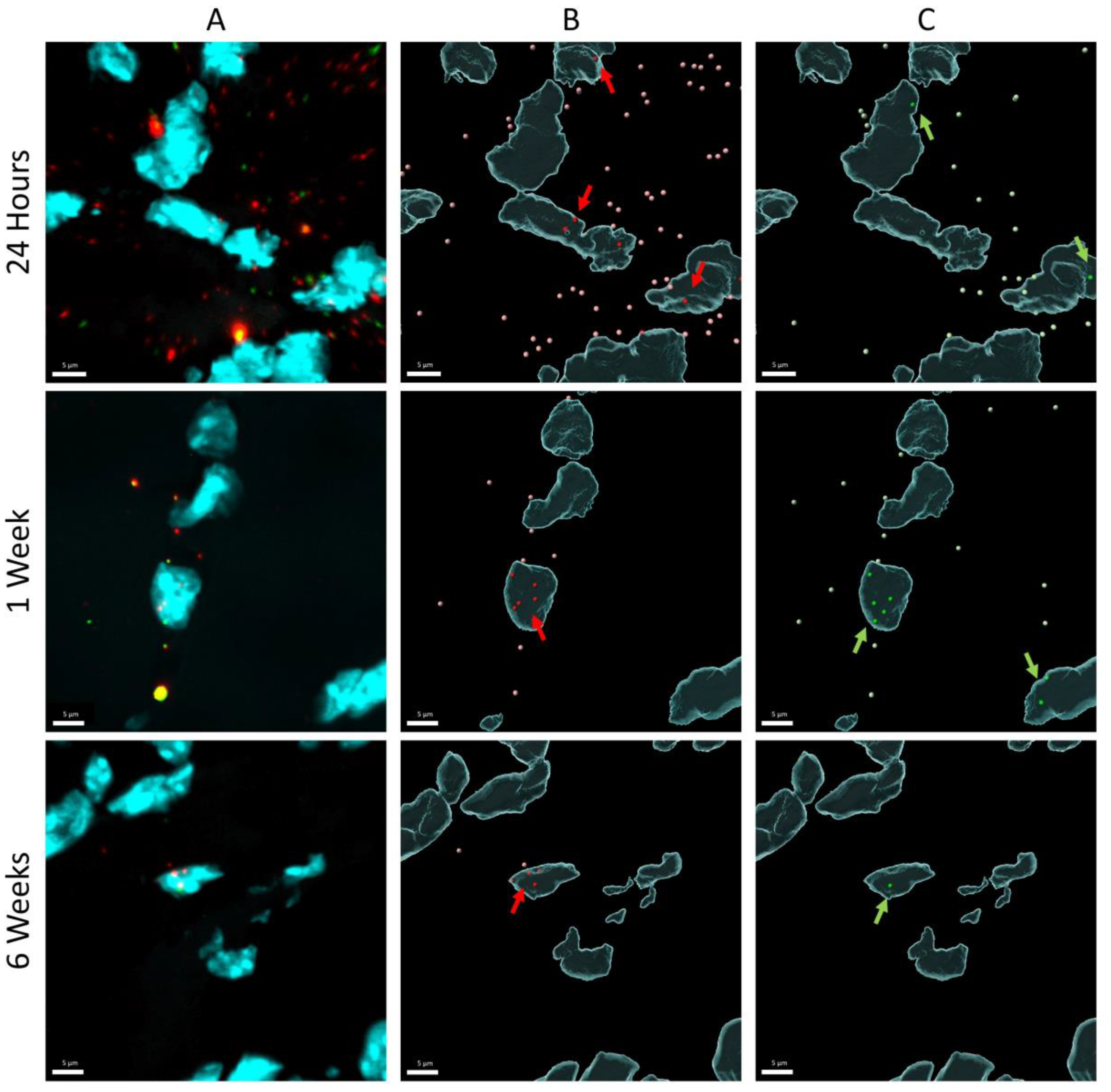 Pharmaceutics 15 01160 g004