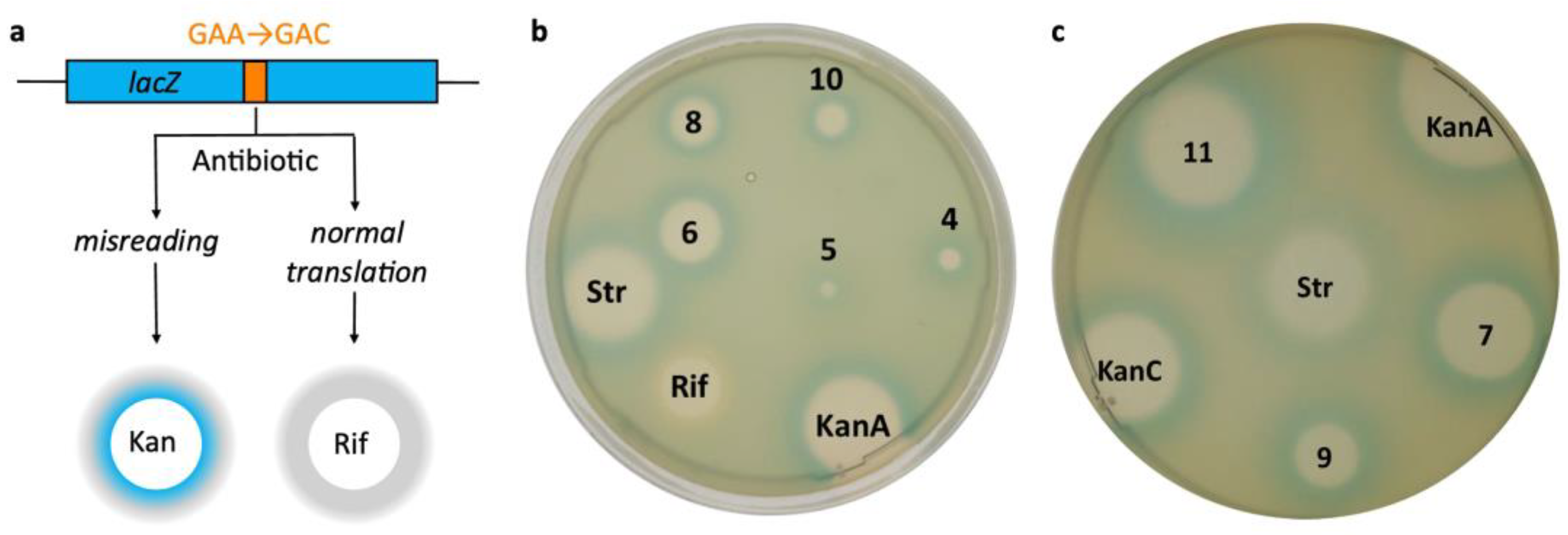 Pharmaceutics 15 01177 g003