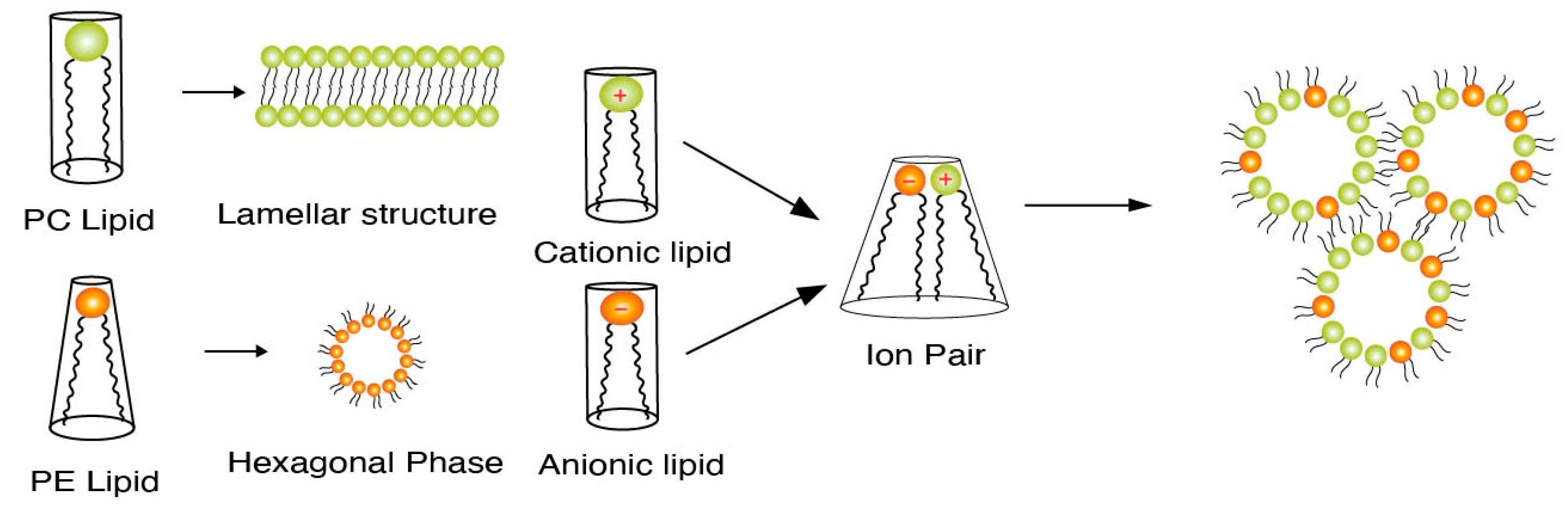 Pharmaceutics Free FullText Key Design Features of Lipid