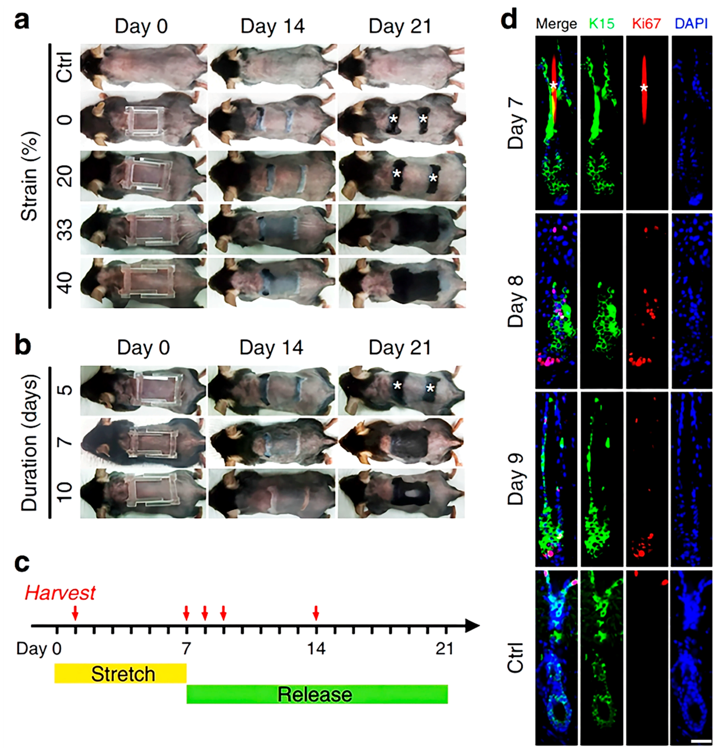 Pharmaceutics 15 01201 g005 Pharmaceutics 15 01201 g005