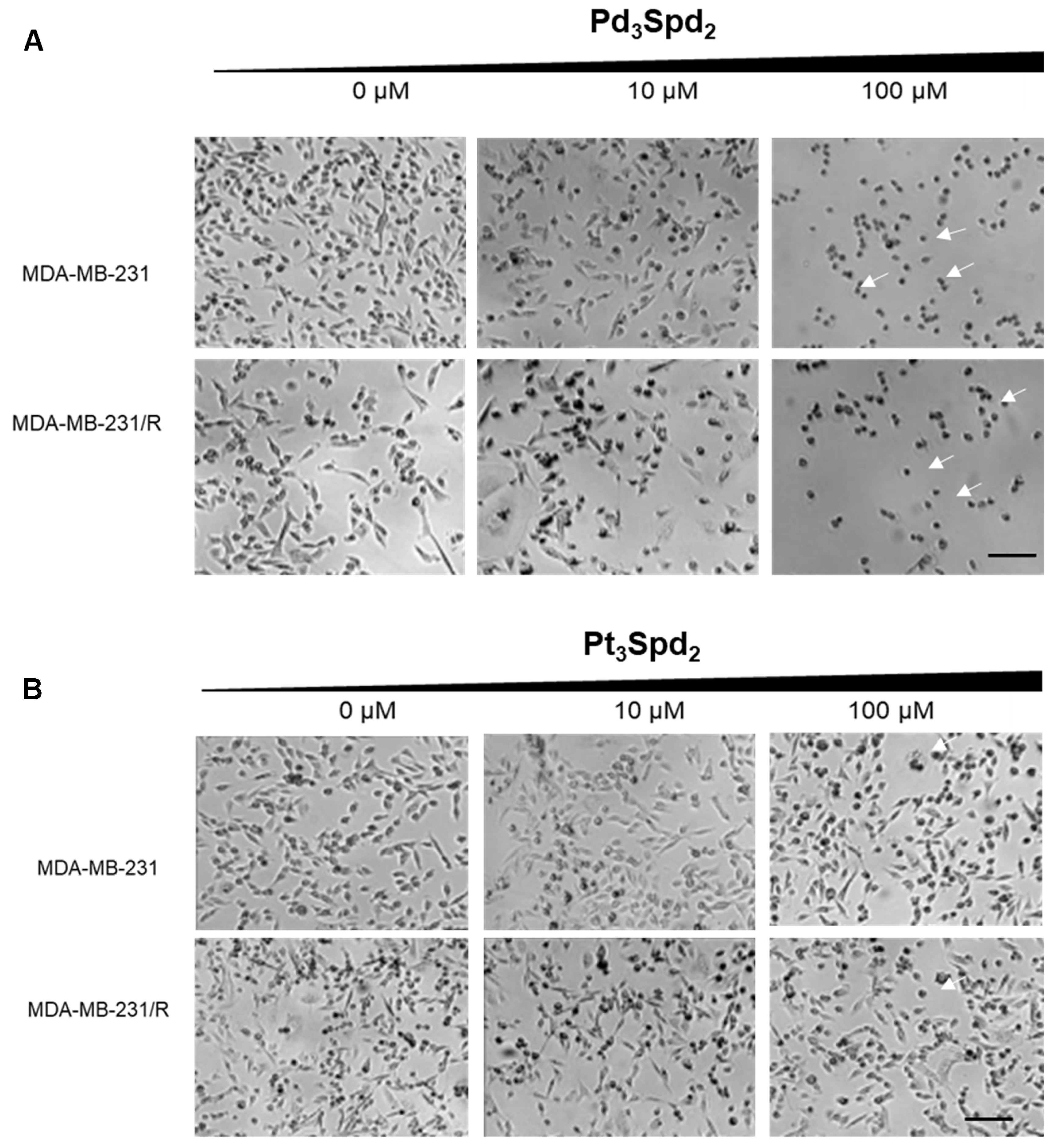 Pharmaceutics 15 01205 g003 Pharmaceutics 15 01205 g003