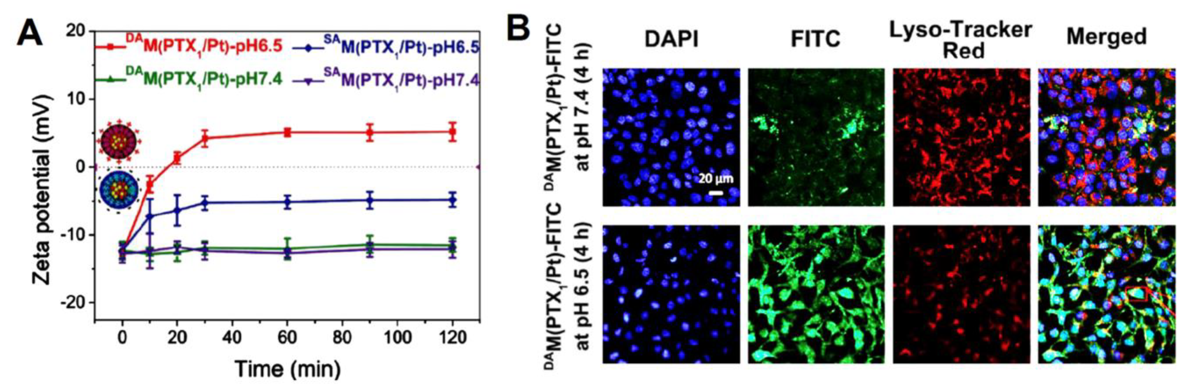 Pharmaceutics 15 01214 g006