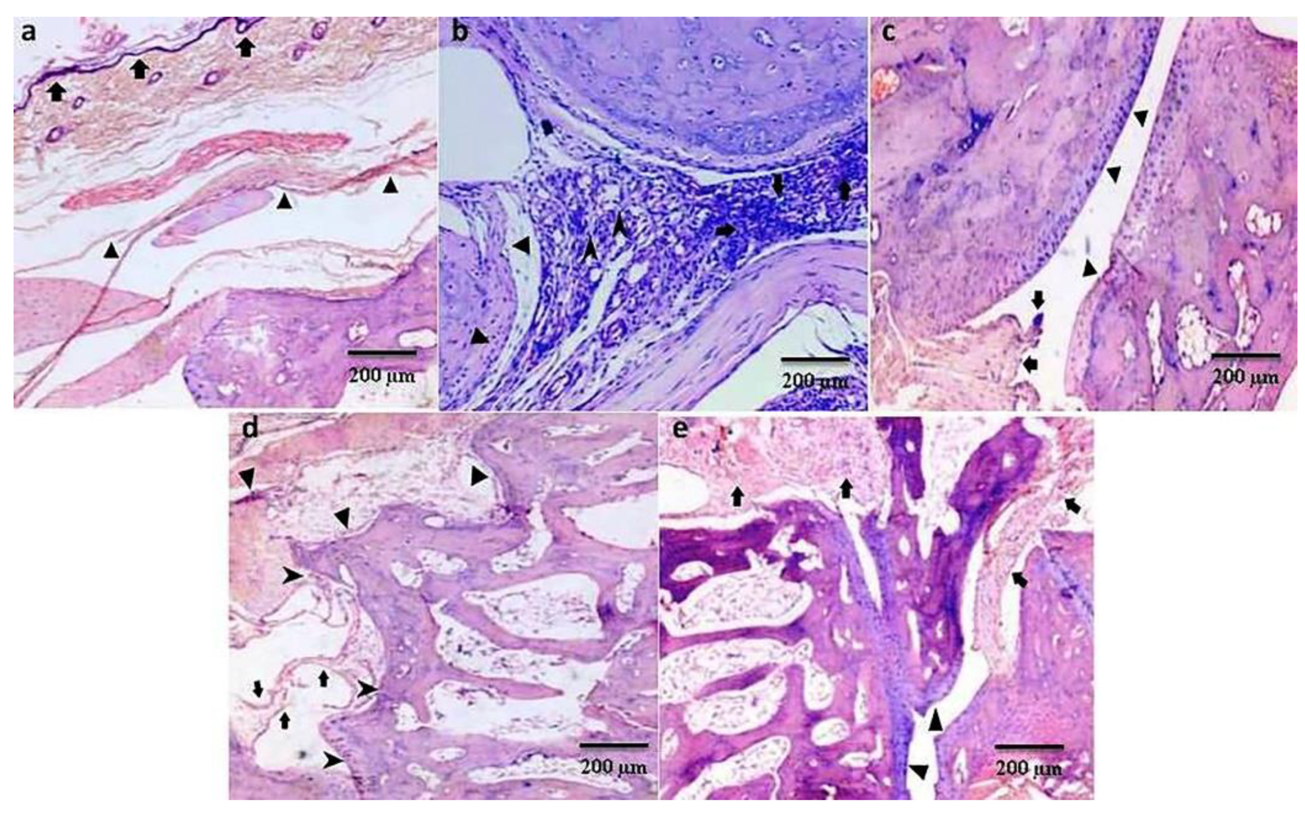 Pharmaceutics 15 01225 g005 Pharmaceutics 15 01225 g005