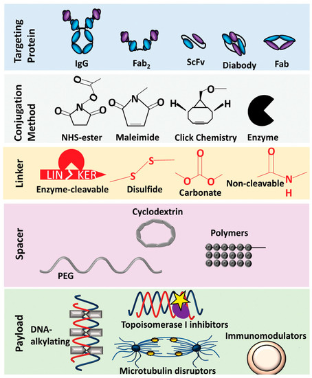Advances in Targeted Therapy of Breast Cancer with Antibody-Drug Conjugate