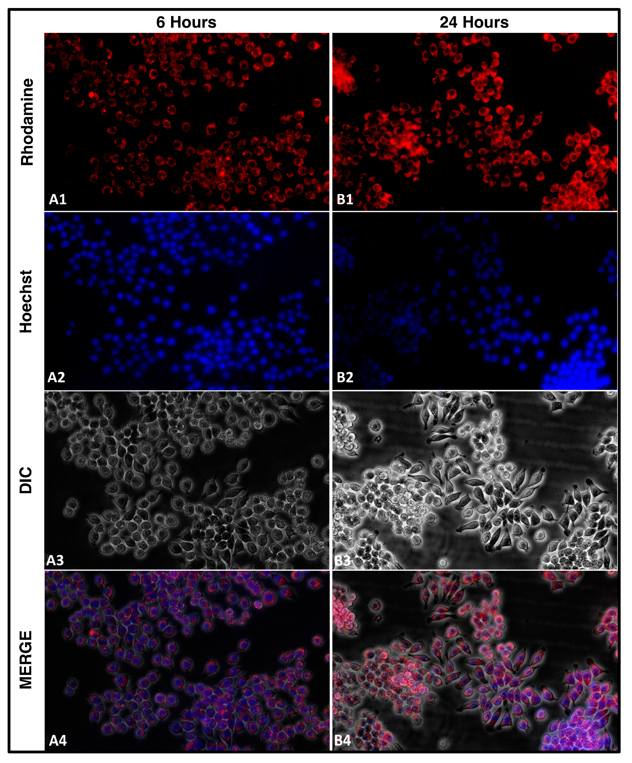 Pharmaceutics 15 01254 g004