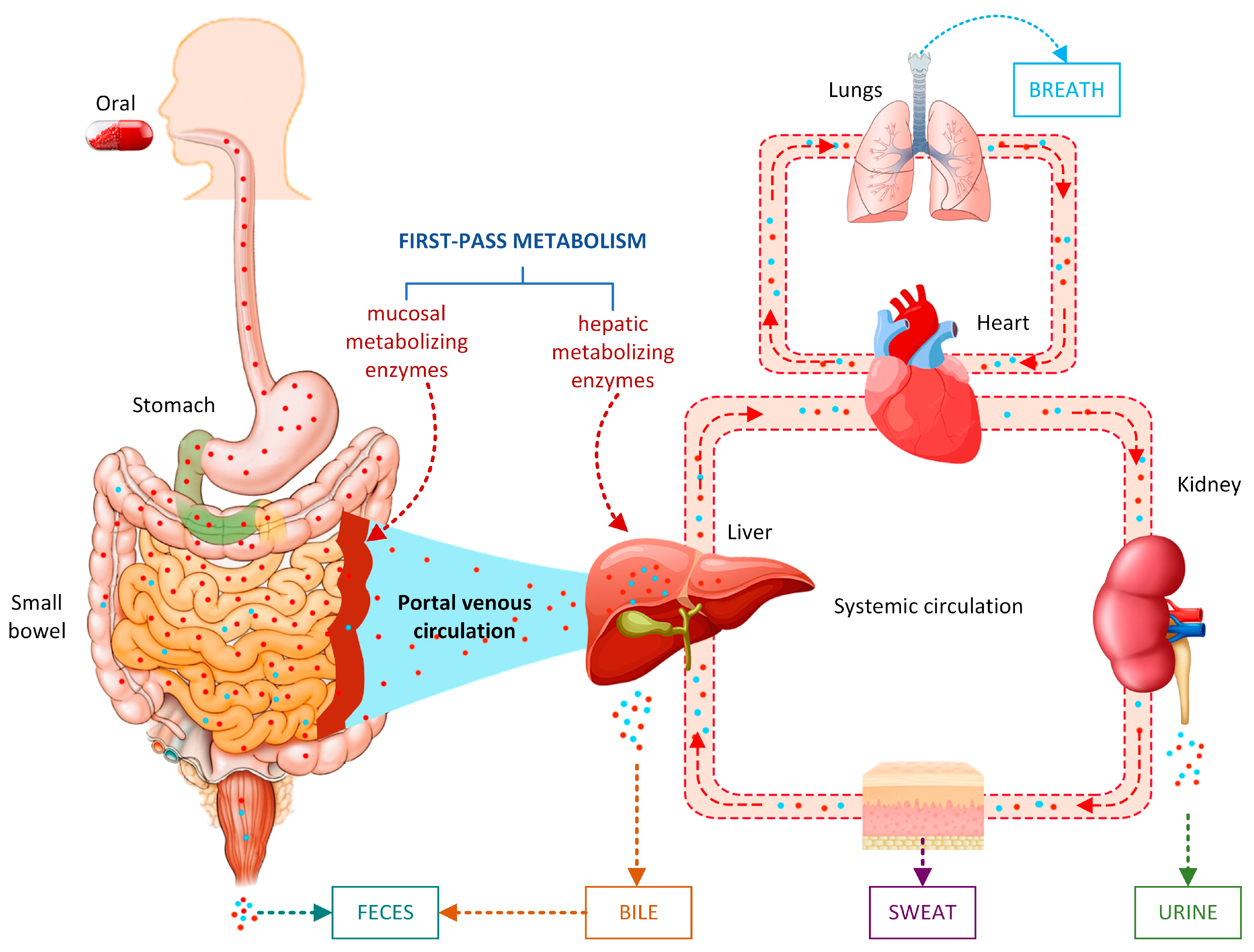 Pharmaceutics | Free Full-Text | Artificial Intelligence in Drug 
