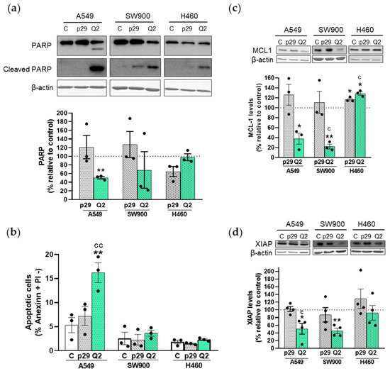 An Aptamer against MNK1 for Non-Small Cell Lung Cancer Treatment