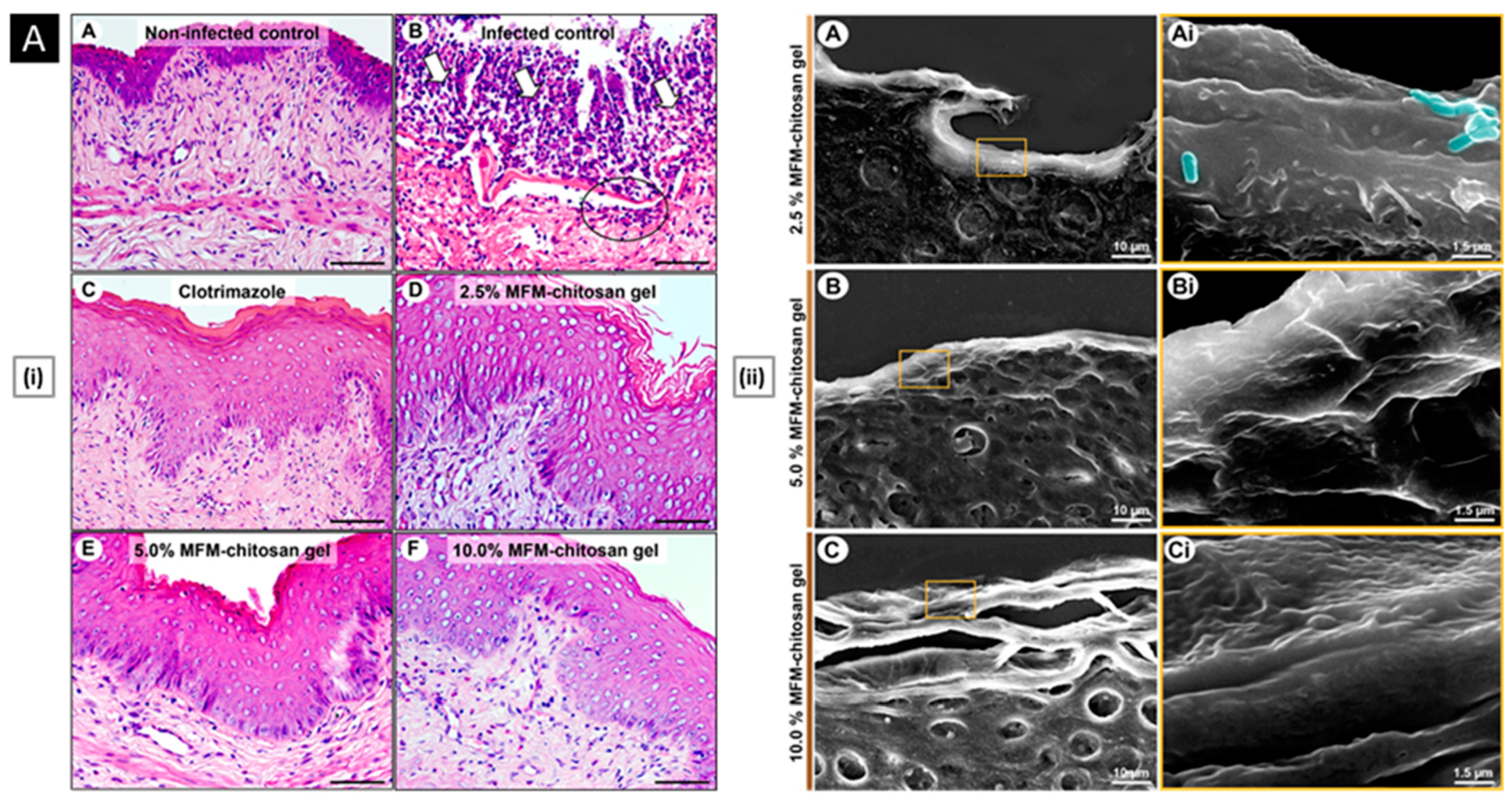 Pharmaceutics 15 01313 g007a Pharmaceutics 15 01313 g007a