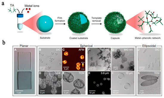 Recent Advances of Fe(III)/Fe(II)-MPNs in Biomedical Applications