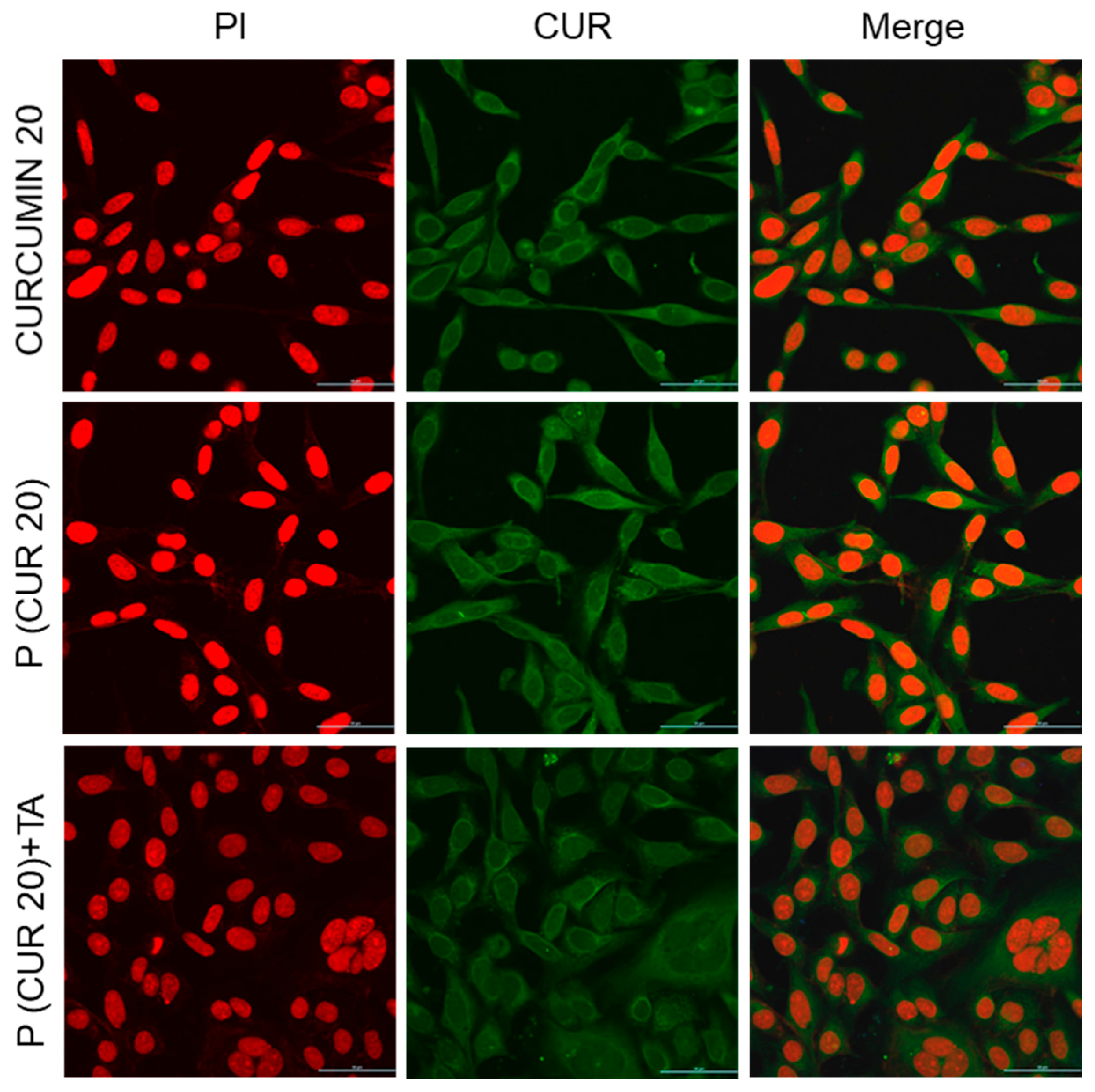 Pharmaceutics 15 01326 g009 Pharmaceutics 15 01326 g009