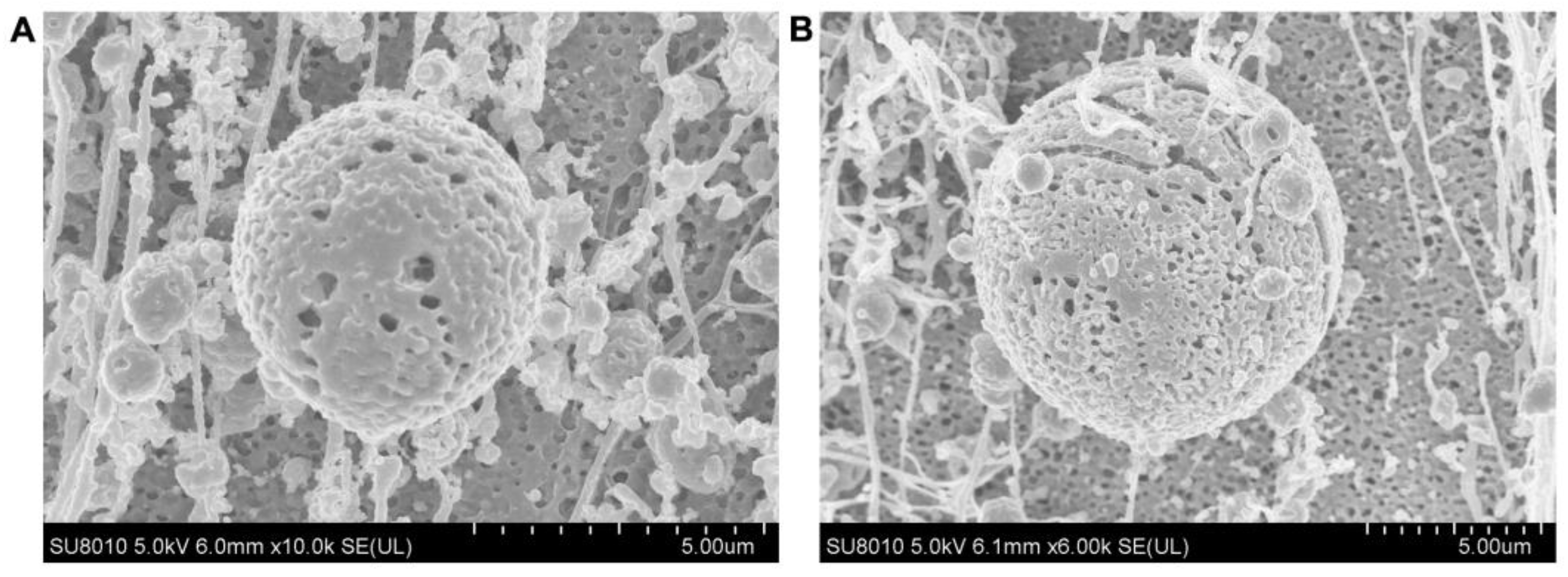 Pharmaceutics 15 01341 g007