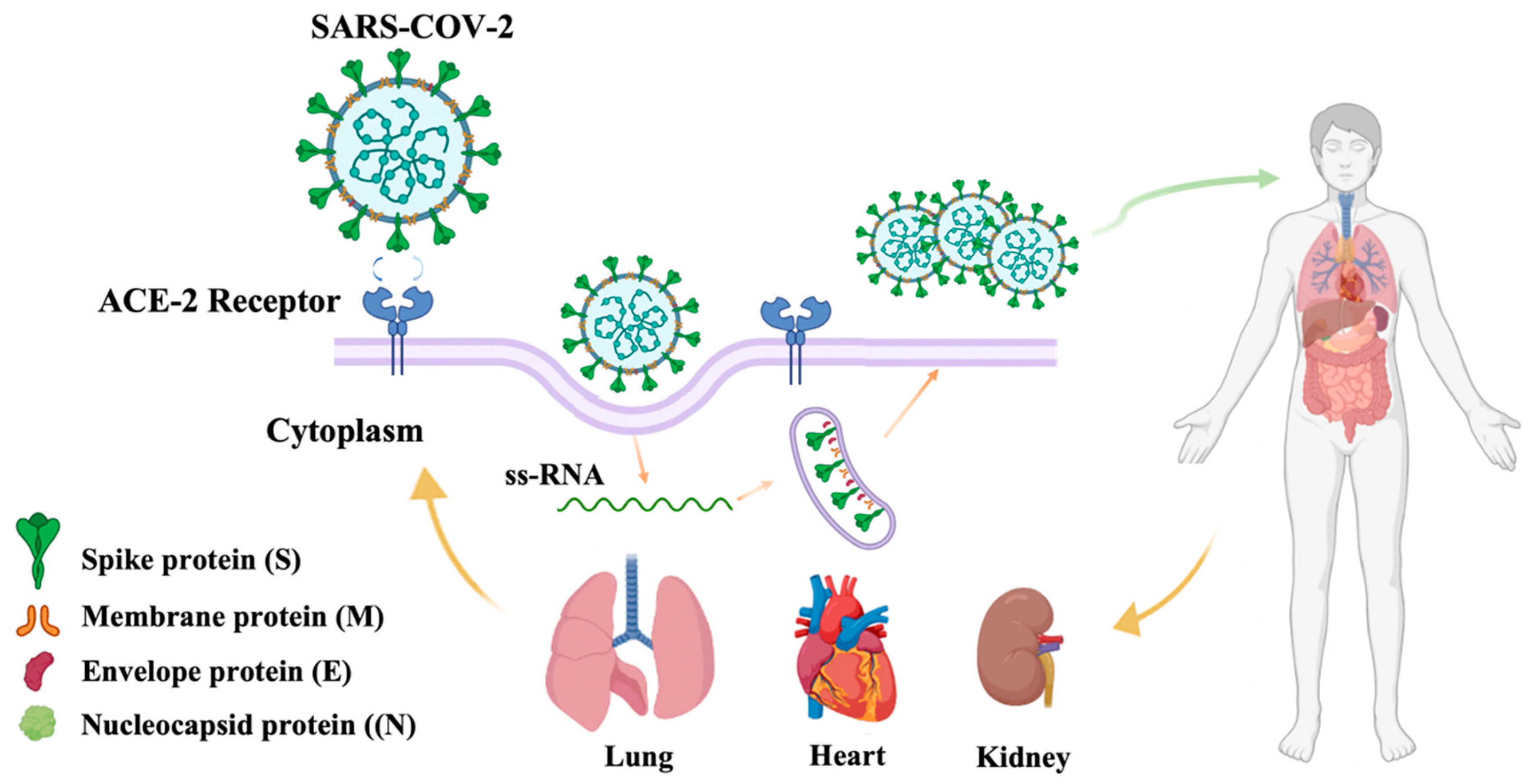 Pharmaceutics 15 01349 g006 Pharmaceutics 15 01349 g006