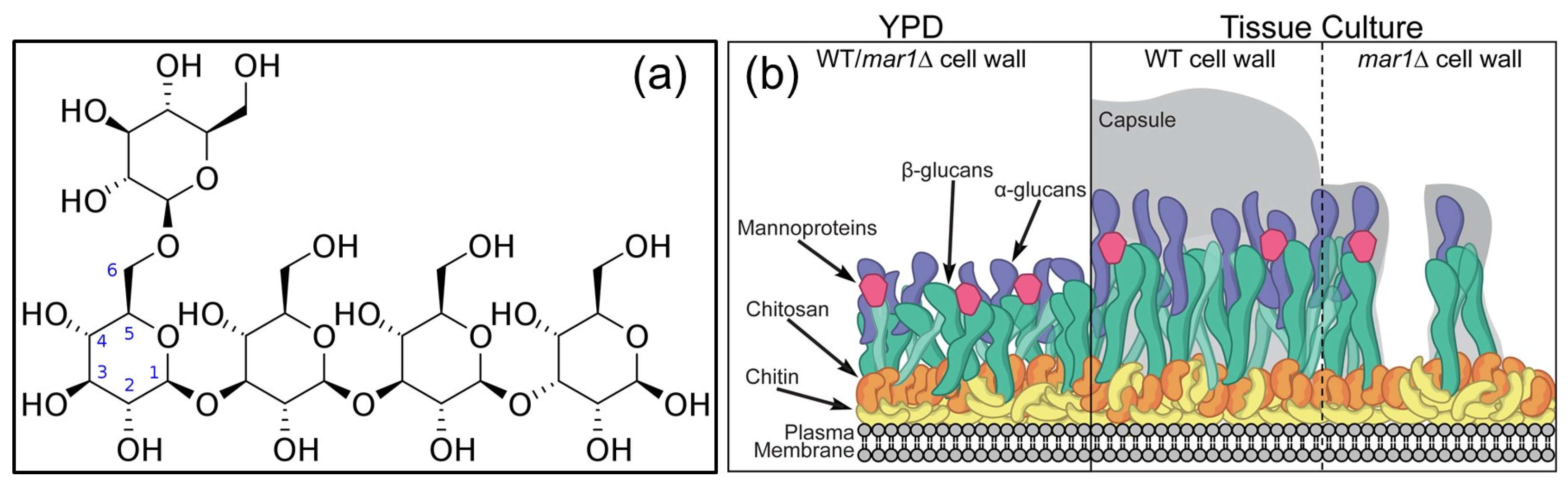 Pharmaceutics 15 01364 g002 Pharmaceutics 15 01364 g002