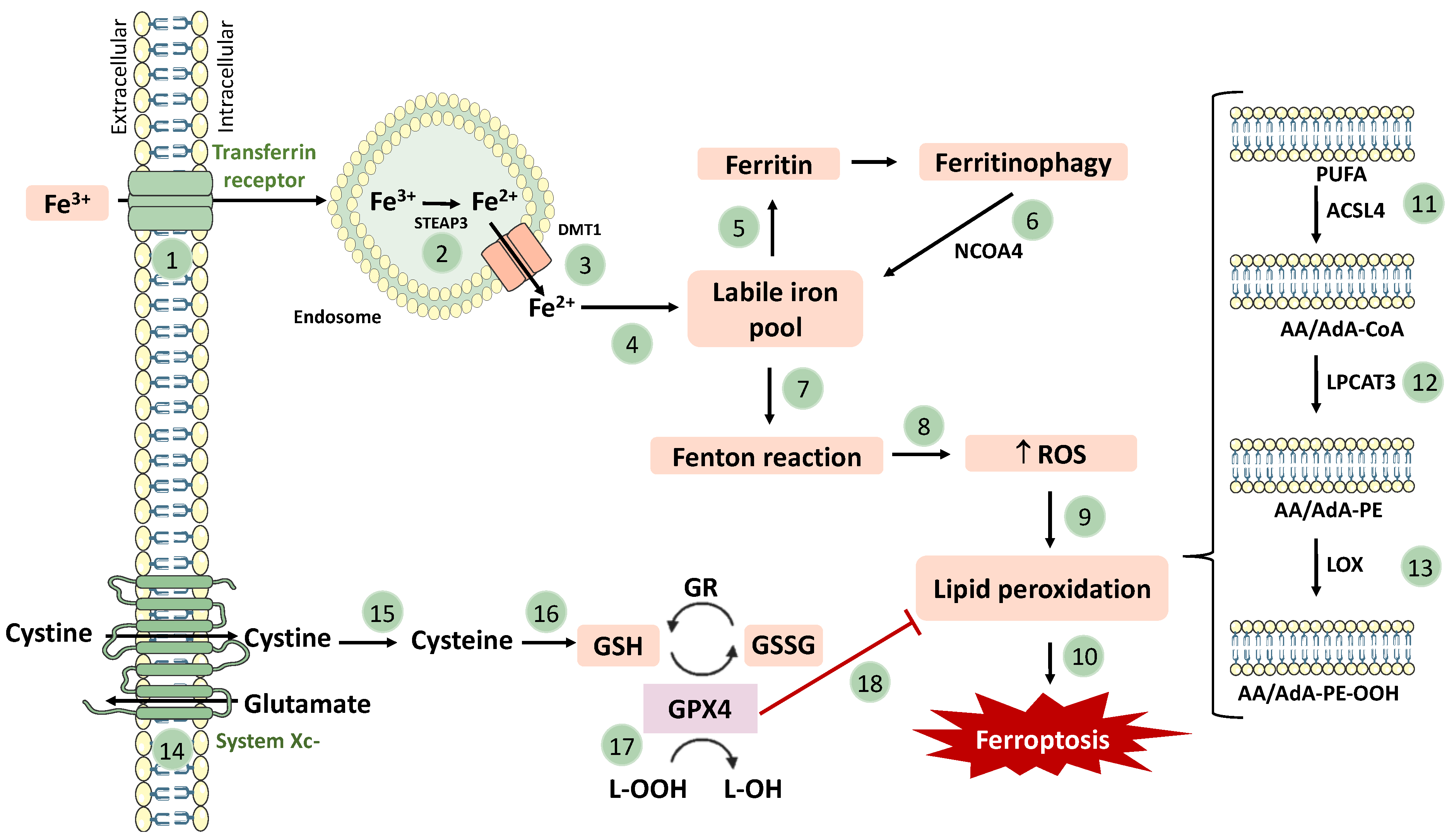Pharmaceutics 15 01369 g002