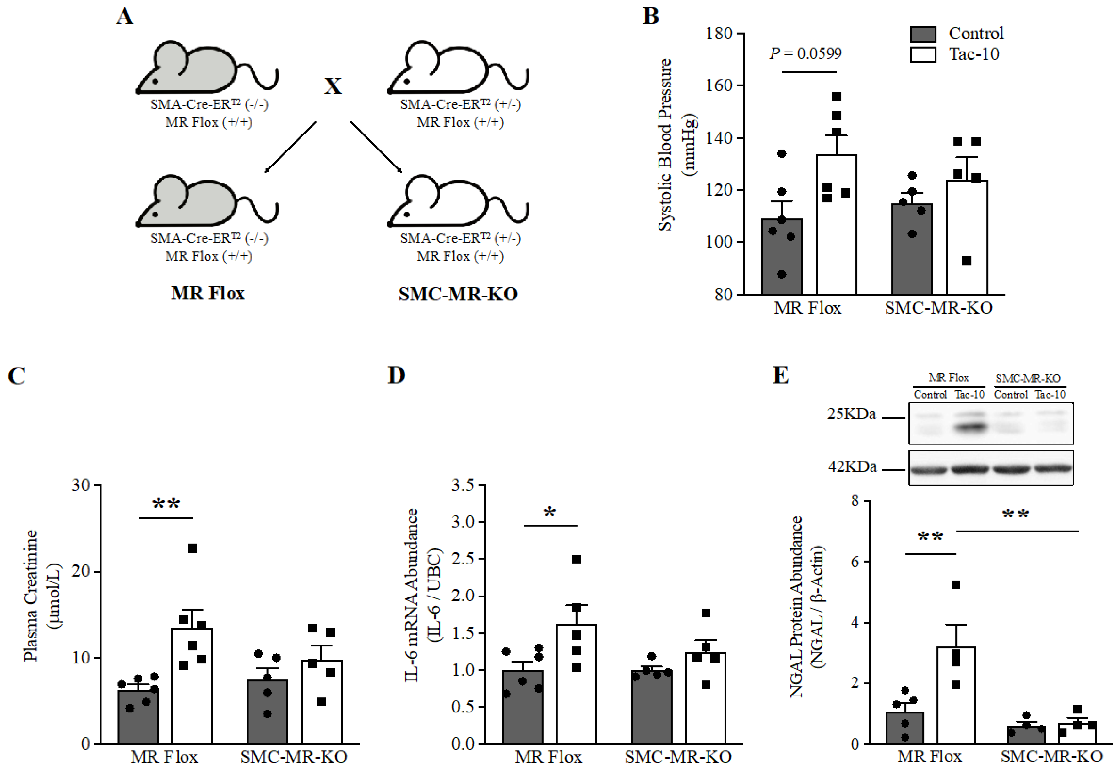 Pharmaceutics 15 01373 g003